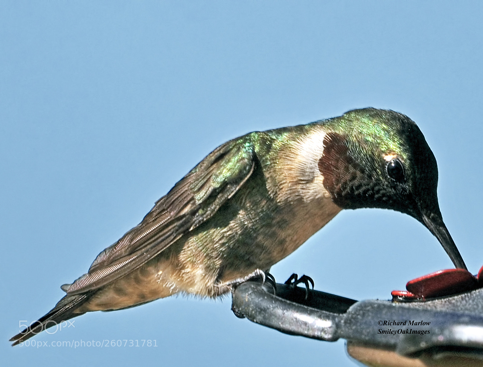 Nikon D5000 sample photo. Hummingbird photography