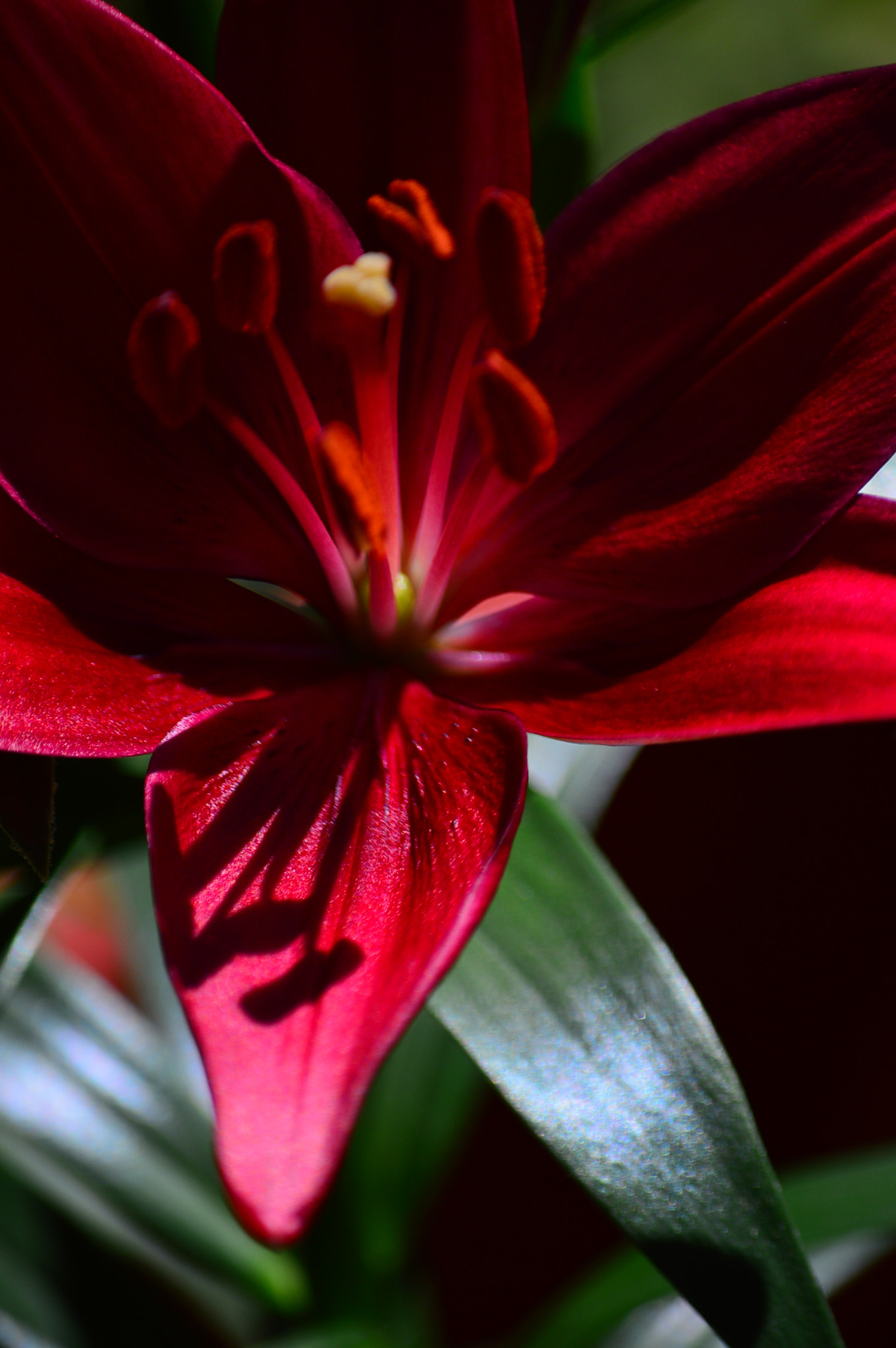 Nikon D3200 sample photo. Red photography