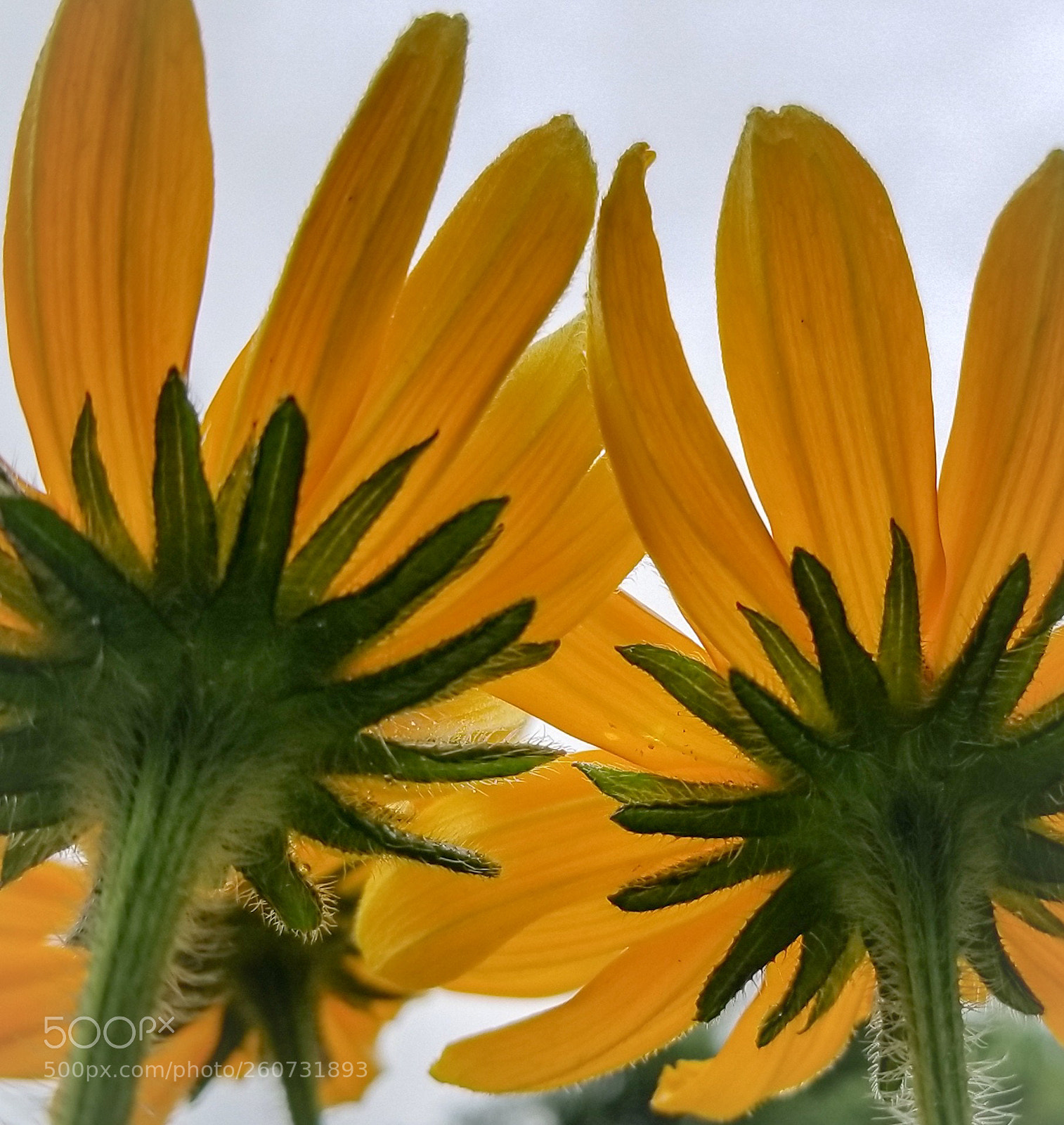 Samsung Galaxy S8 sample photo. Yellow margaritas photography