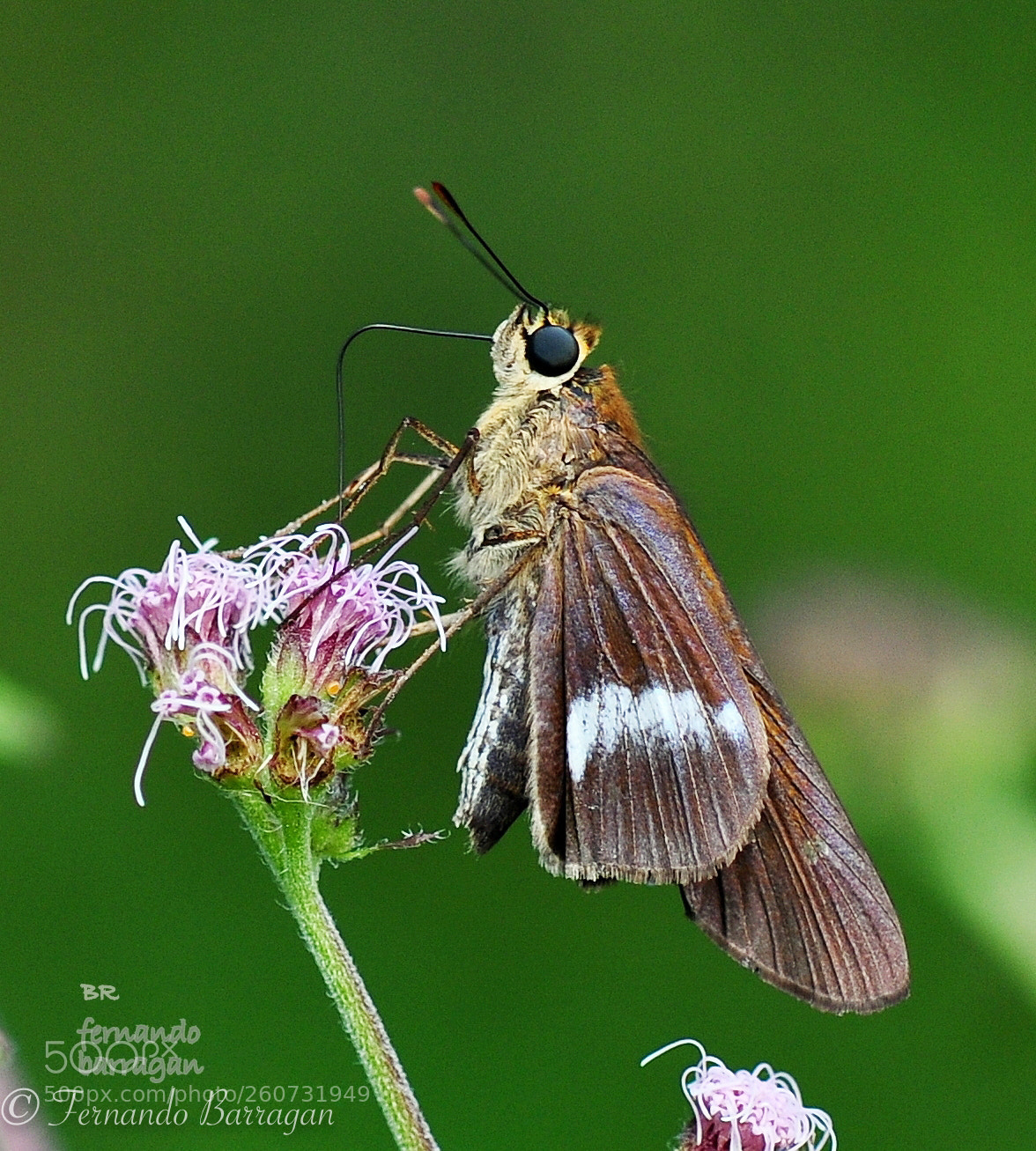 Nikon D90 sample photo. Mariposa en flor photography