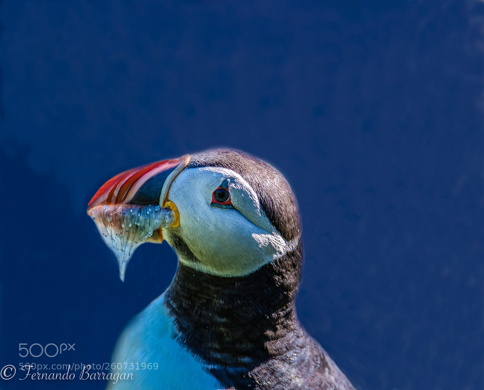 Nikon D500 sample photo. Frailecillo con peces photography