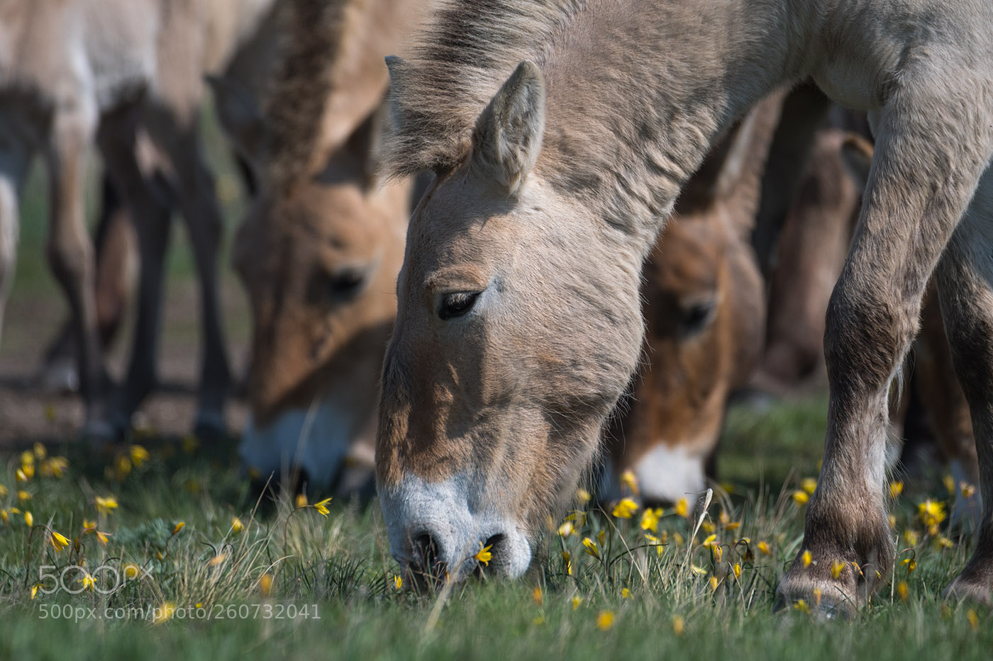 Nikon D500 sample photo. Time of yellow spring photography