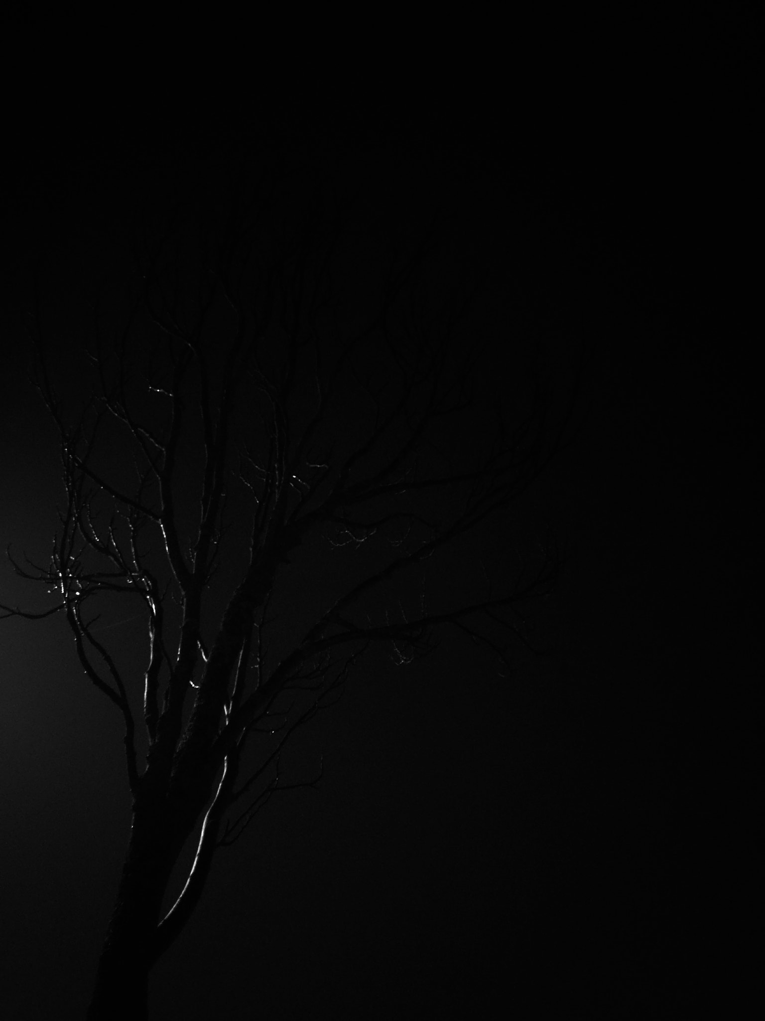 OnePlus A3003 sample photo. Roots of darkness photography