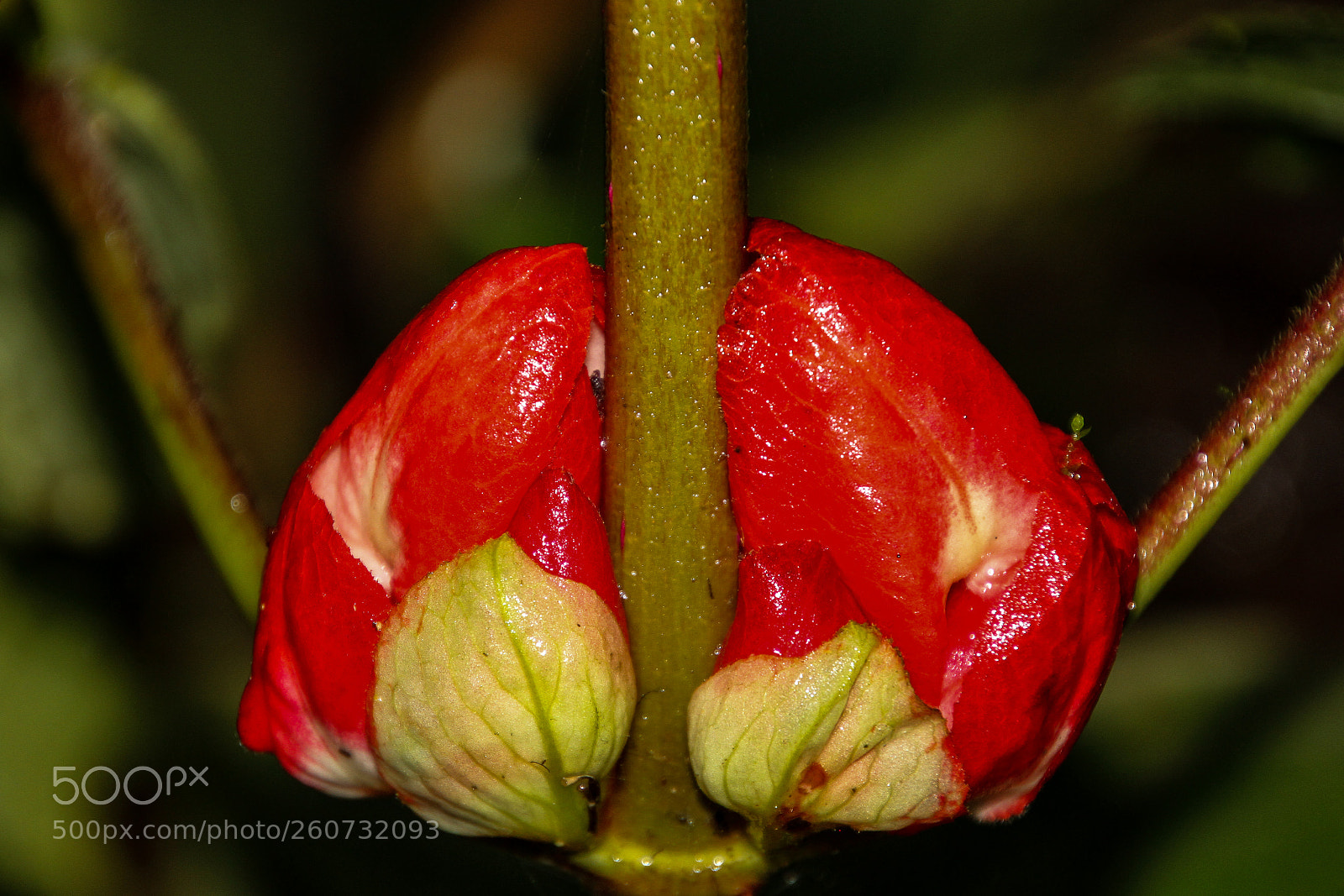 Canon EOS 7D sample photo. Red hor heart photography