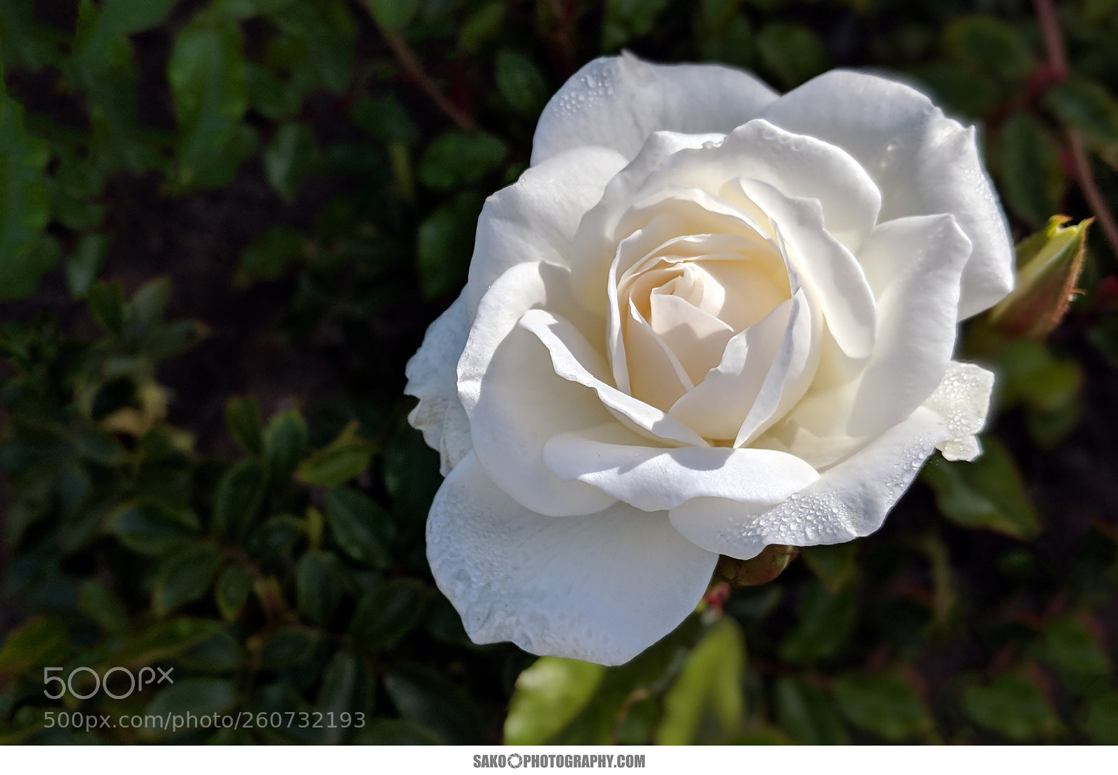 Google Pixel 2 sample photo. White rose photography