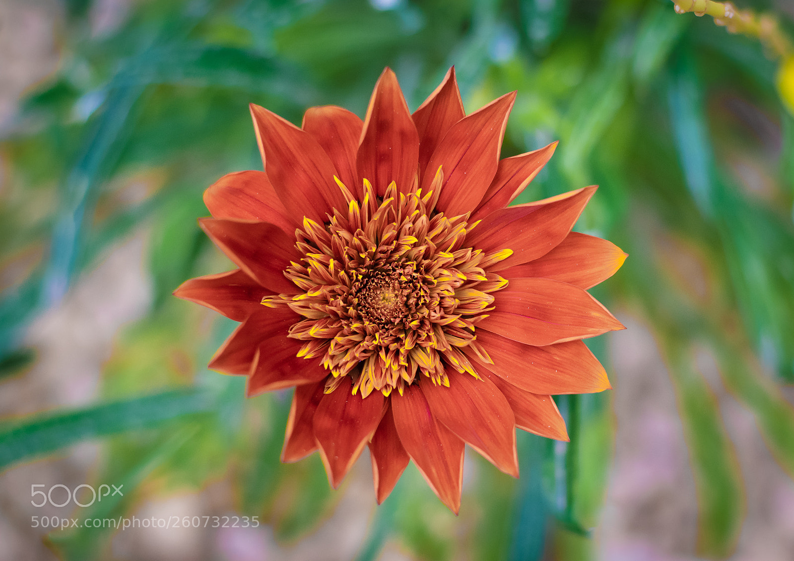 Nikon D5300 sample photo. Colorful  flower photography