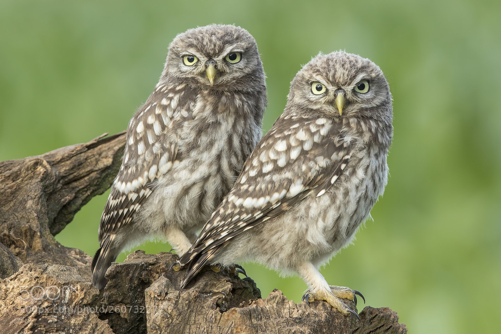 Canon EOS 7D Mark II sample photo. Little owls photography