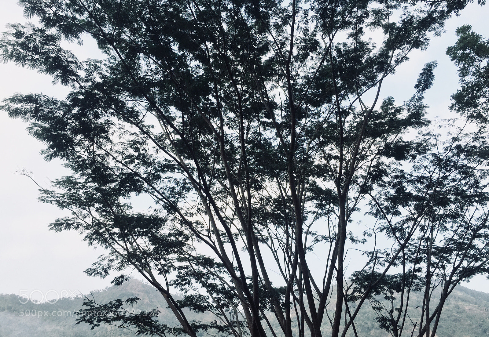 Apple iPhone 6 sample photo. ? photography
