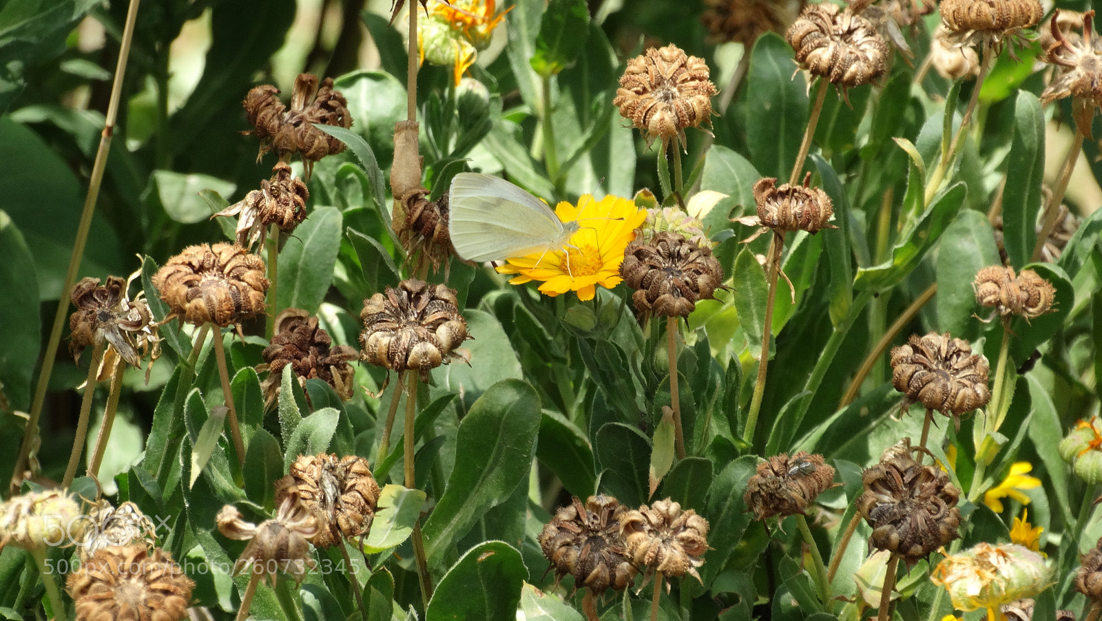 Sony Cyber-shot DSC-HX300 sample photo. Butterfly photography