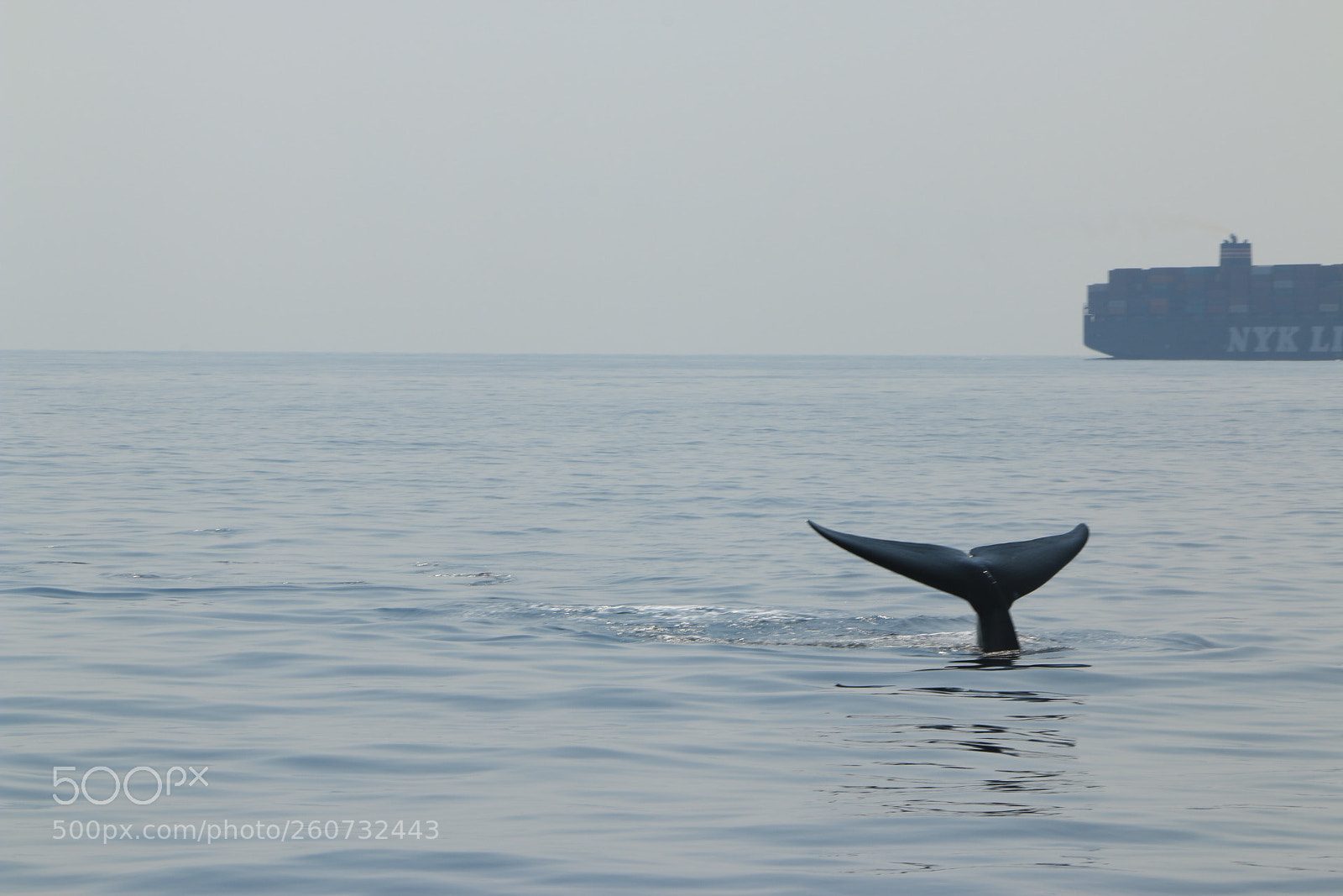 Canon EOS 70D sample photo. Tales of whales photography