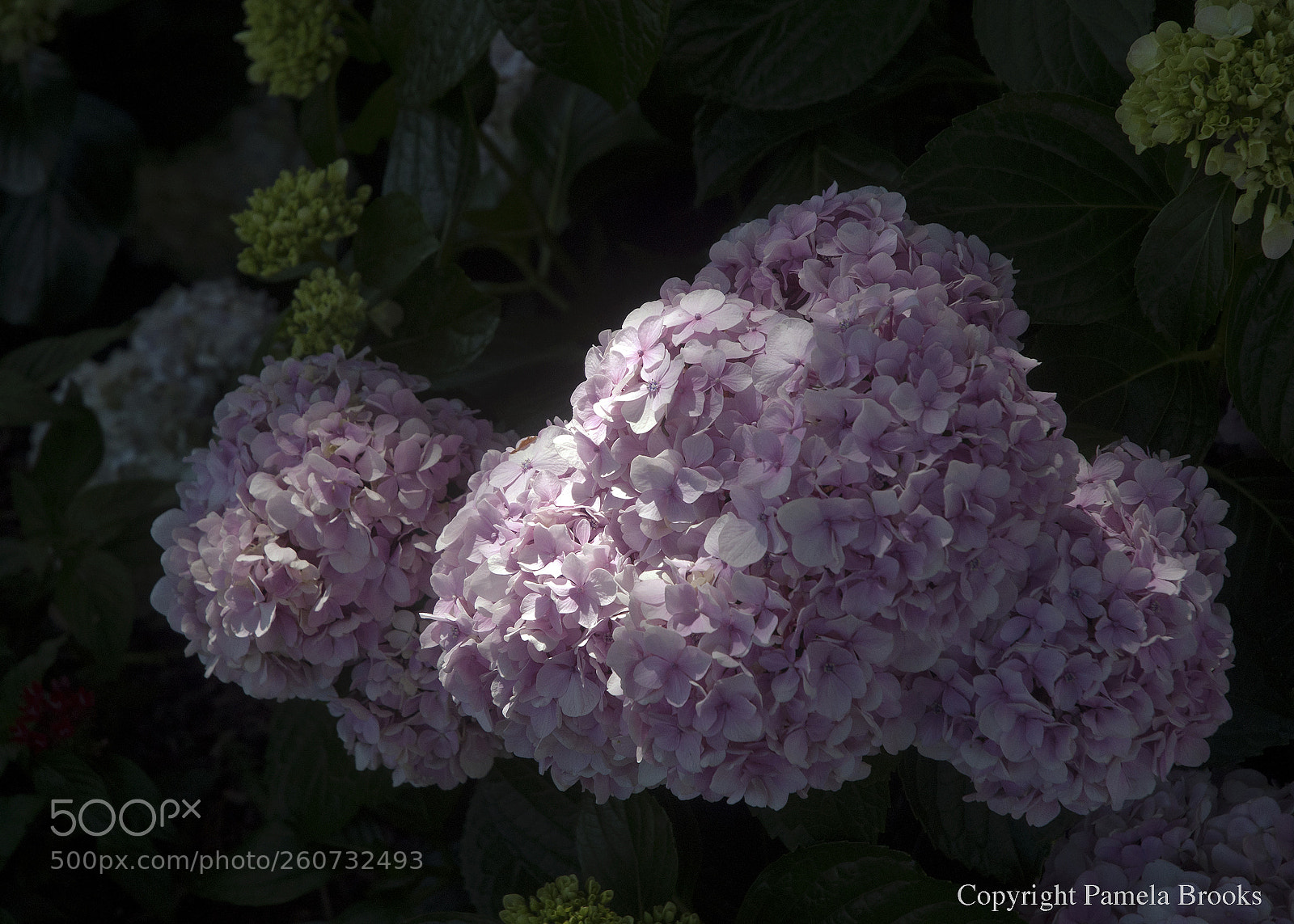 Nikon D90 sample photo. Pretty pink photography