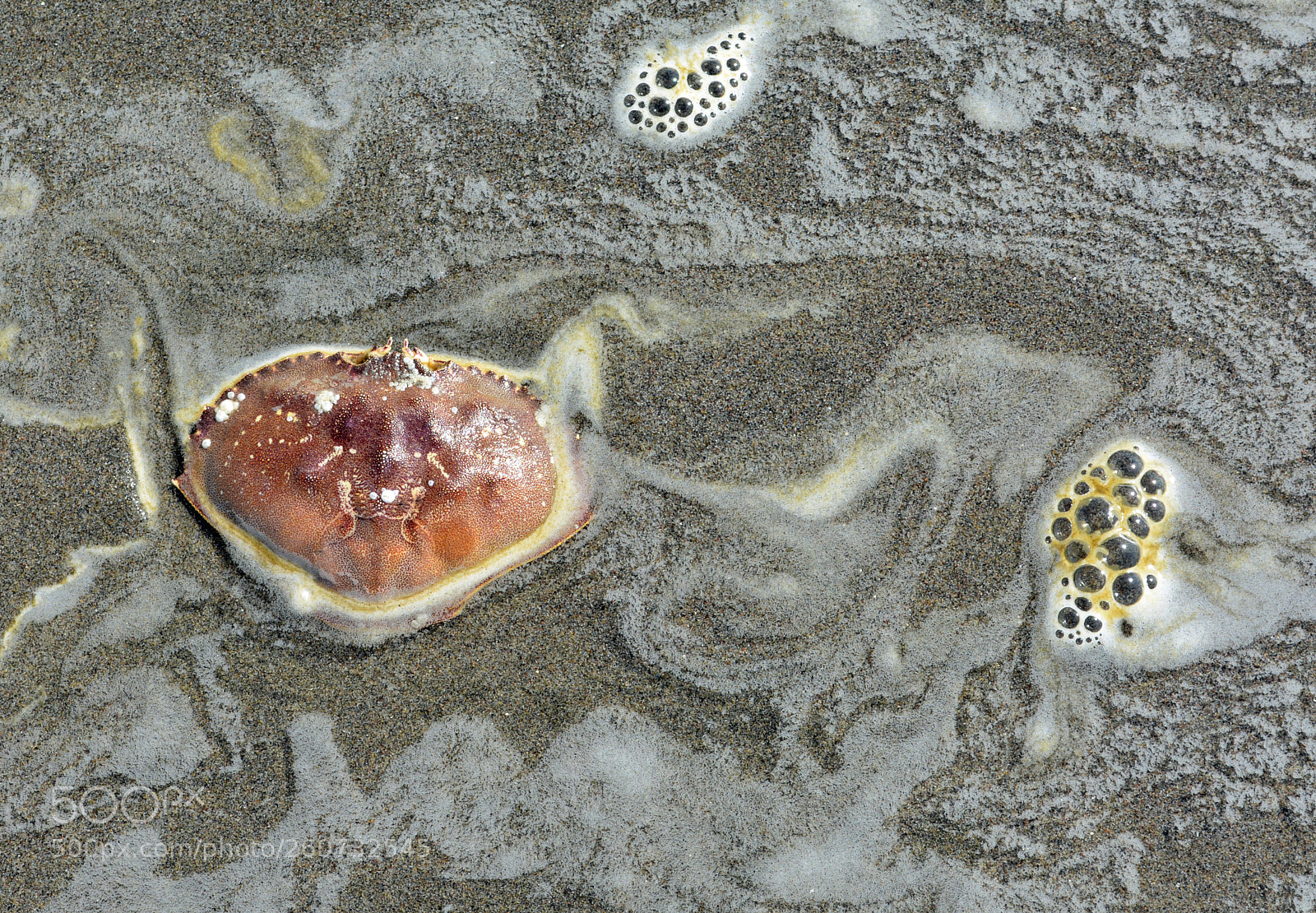 Nikon D7100 sample photo. Crabby art photography