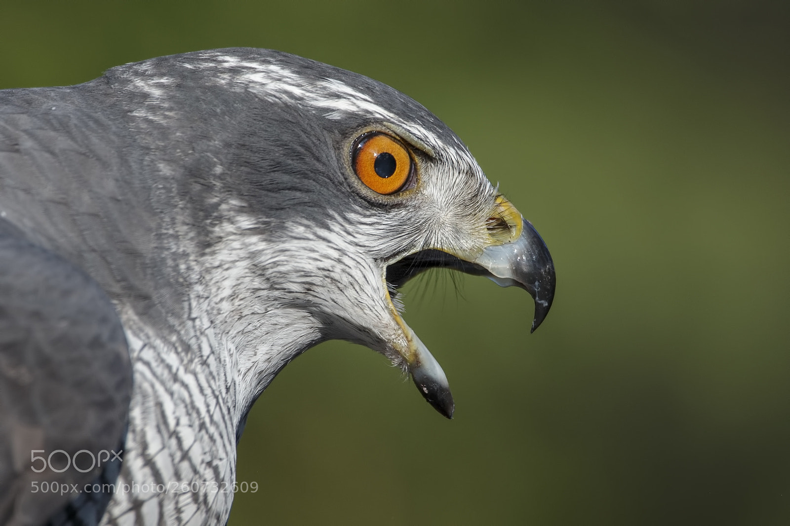 Canon EOS-1D X sample photo. Northern goshawk photography