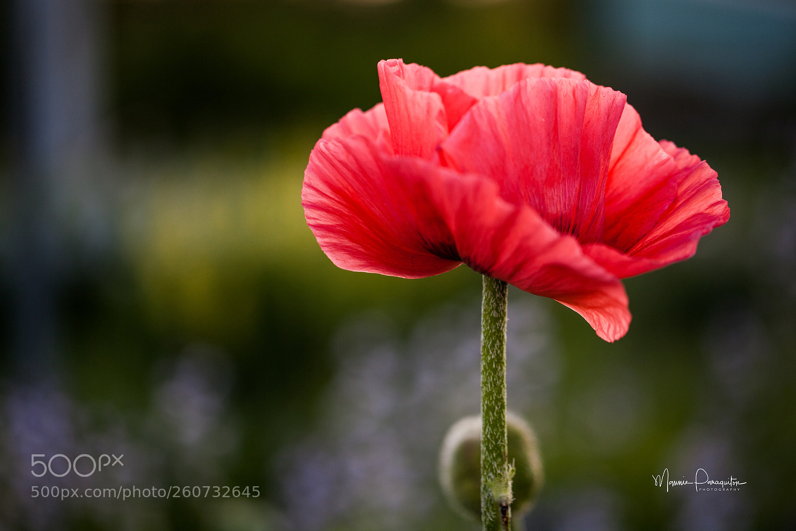 Canon EOS 5D Mark II sample photo. Orange poppy photography