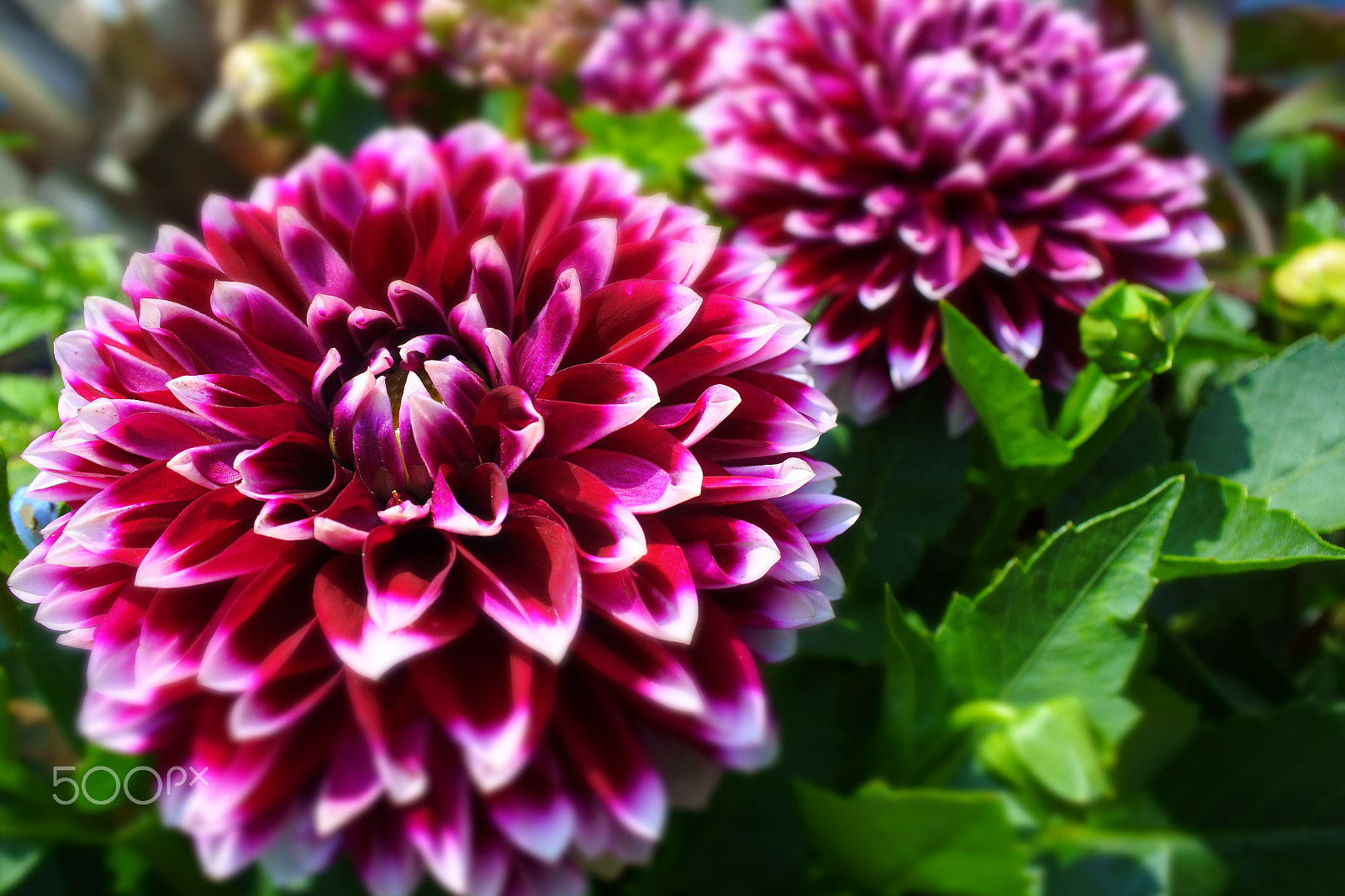 Nikon 1 J5 sample photo. Purple flower photography