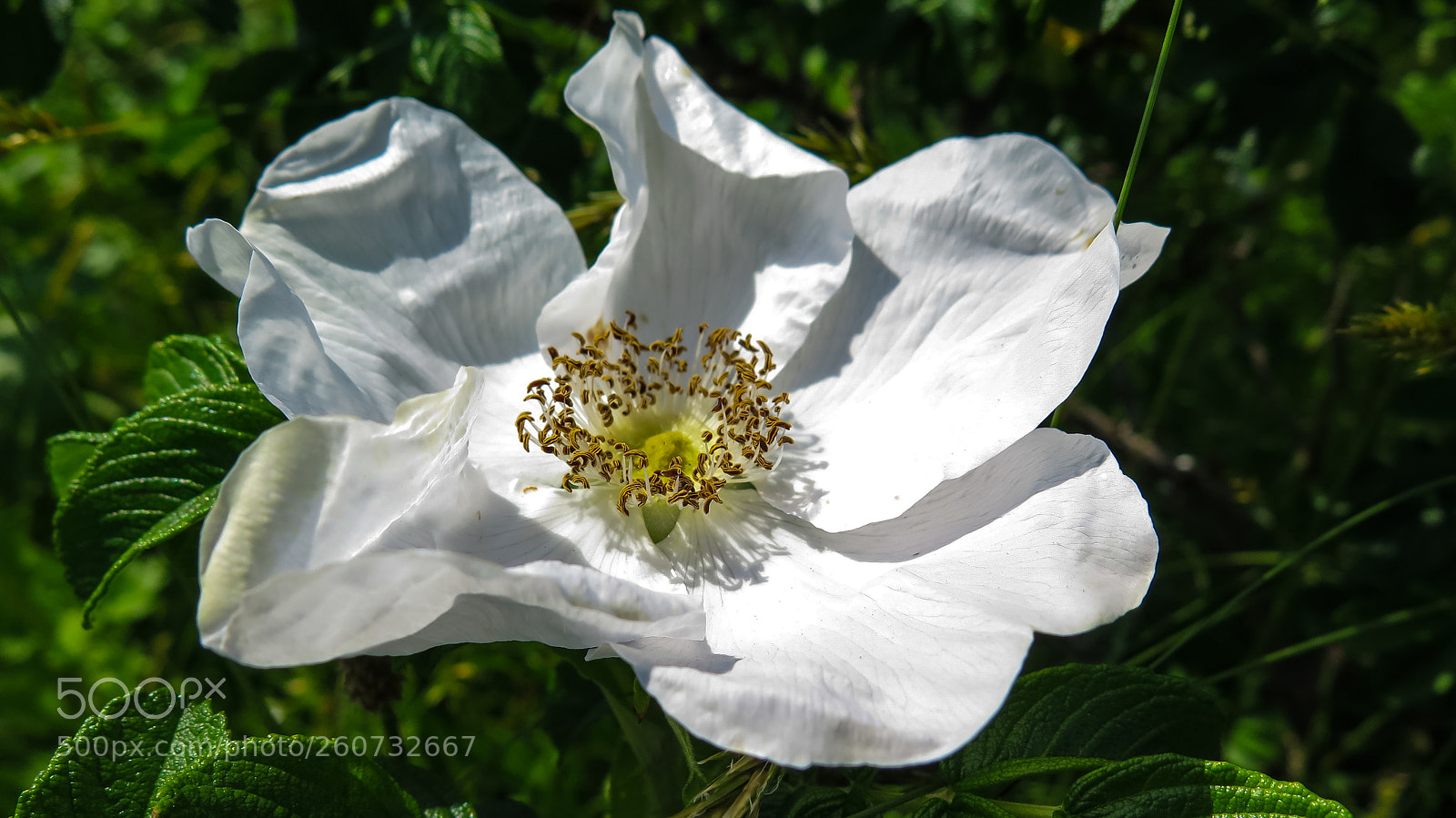 Canon PowerShot G16 sample photo. White flower photography