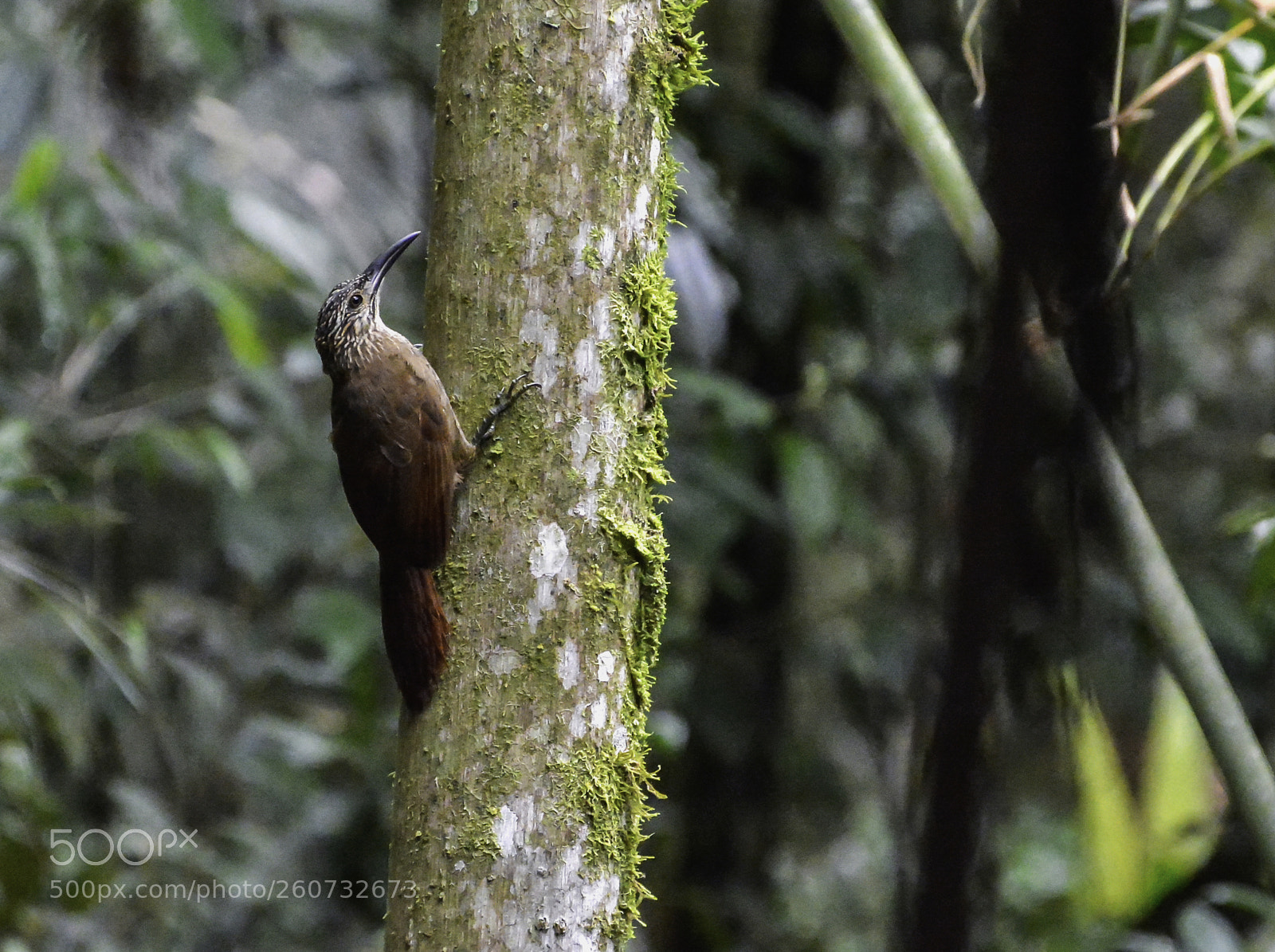 Nikon D7100 sample photo. White throated woodcreeper photography