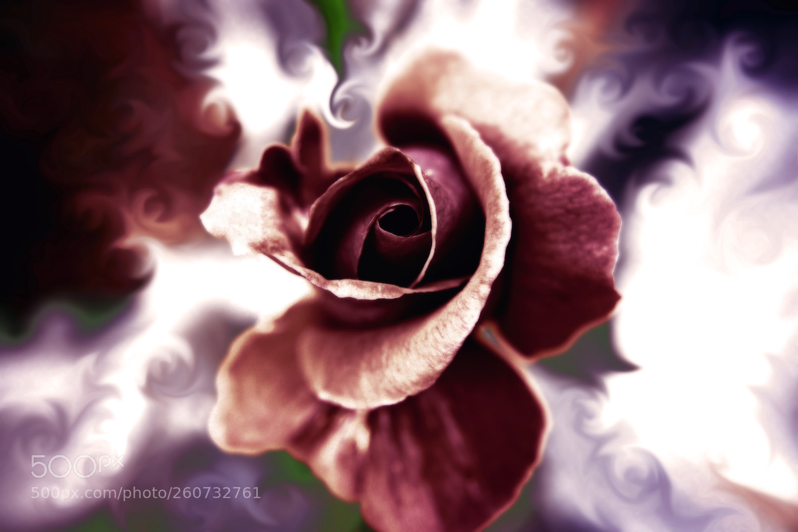 Nikon D7200 sample photo. Abstract rose photography