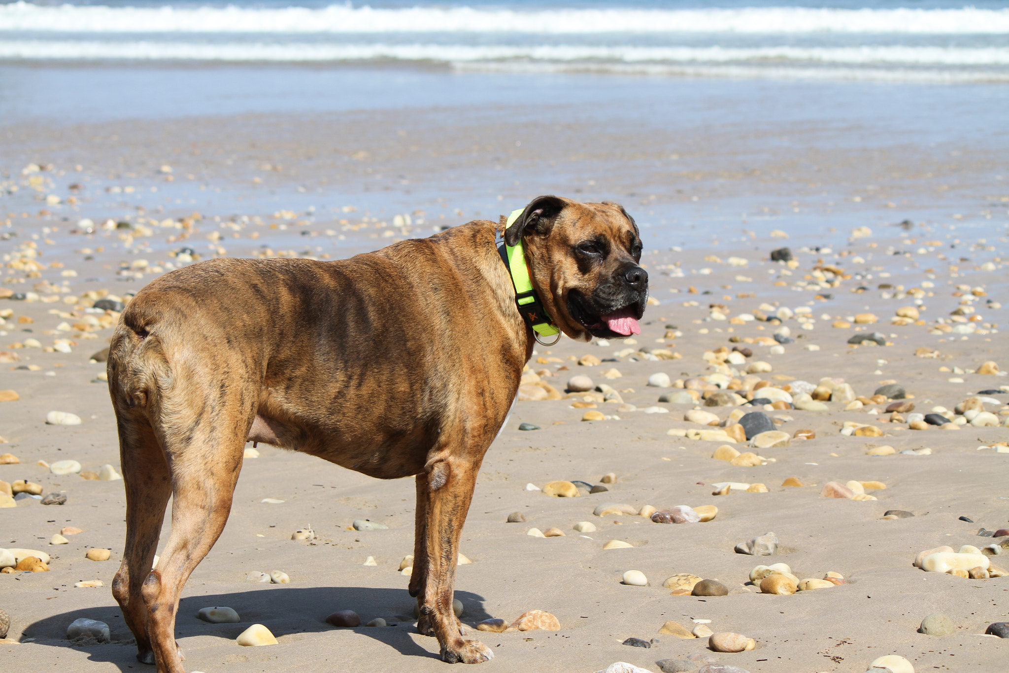 Canon EF-S 55-250mm F4-5.6 IS II sample photo. Alanos en la playa photography