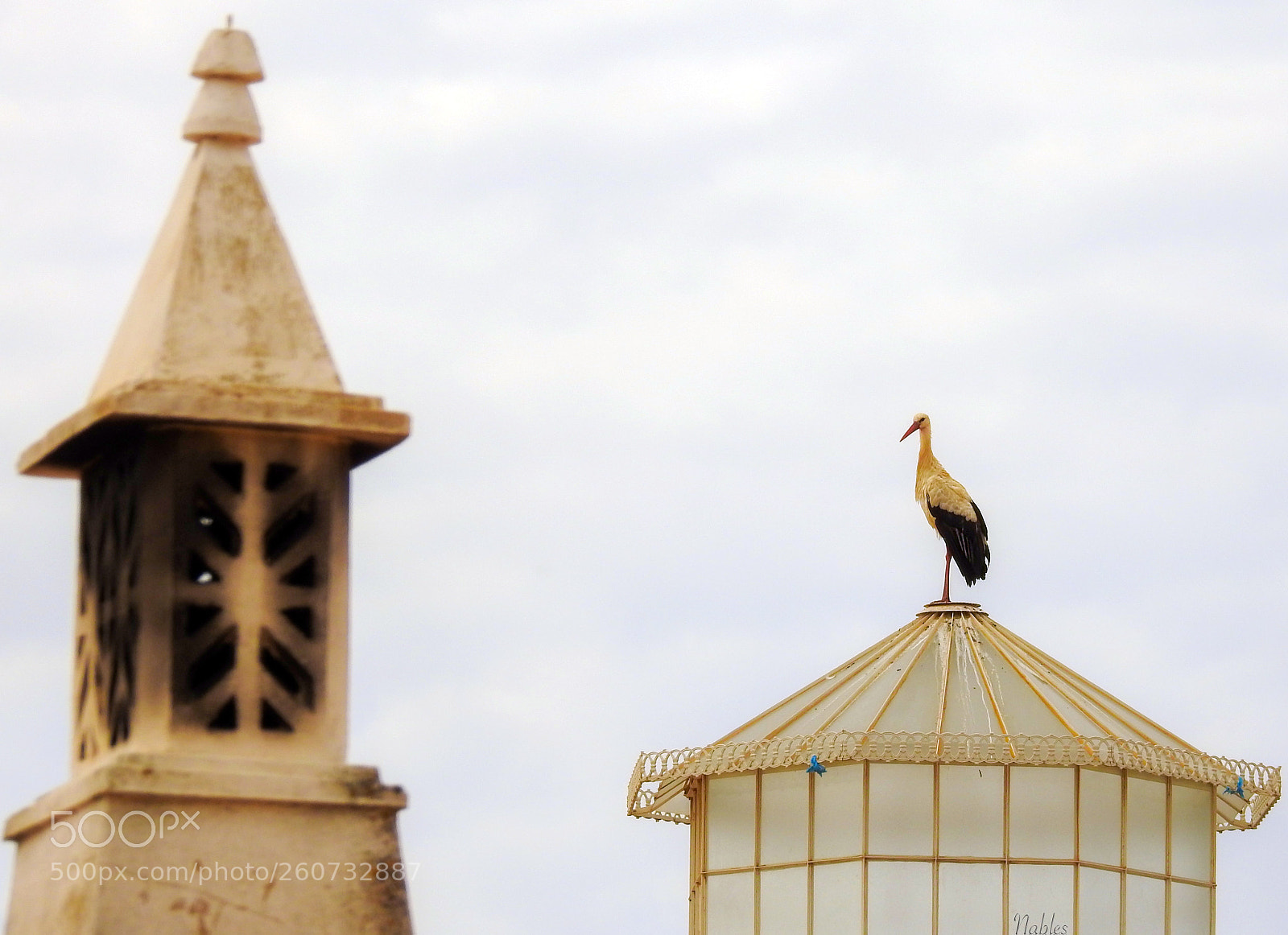 Nikon Coolpix P900 sample photo. Stork by the moorish photography