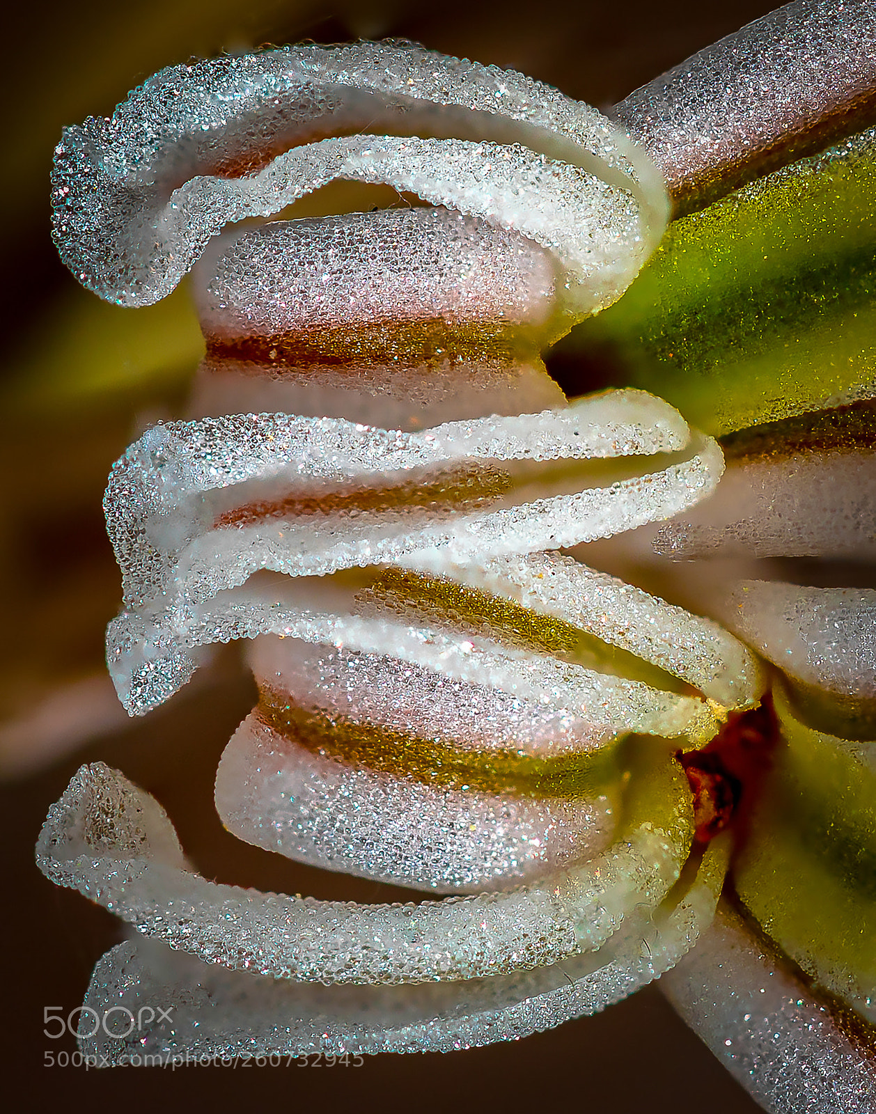 Canon EOS 5D Mark IV sample photo. Cactus flower macro photography