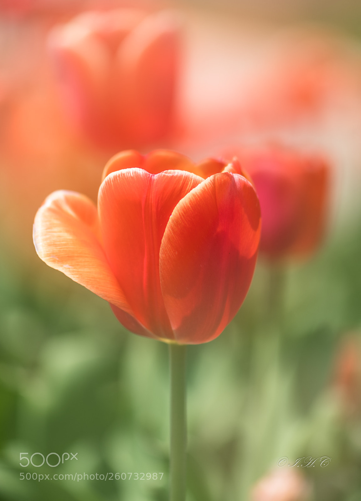Nikon D850 sample photo. Beauty photography