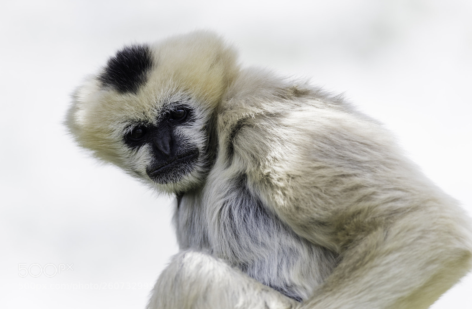 Nikon D810 sample photo. Northern white-cheeked gibbon, denver photography