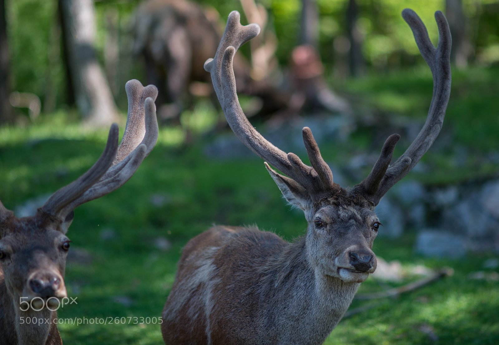 Nikon D800 sample photo. Moose photography