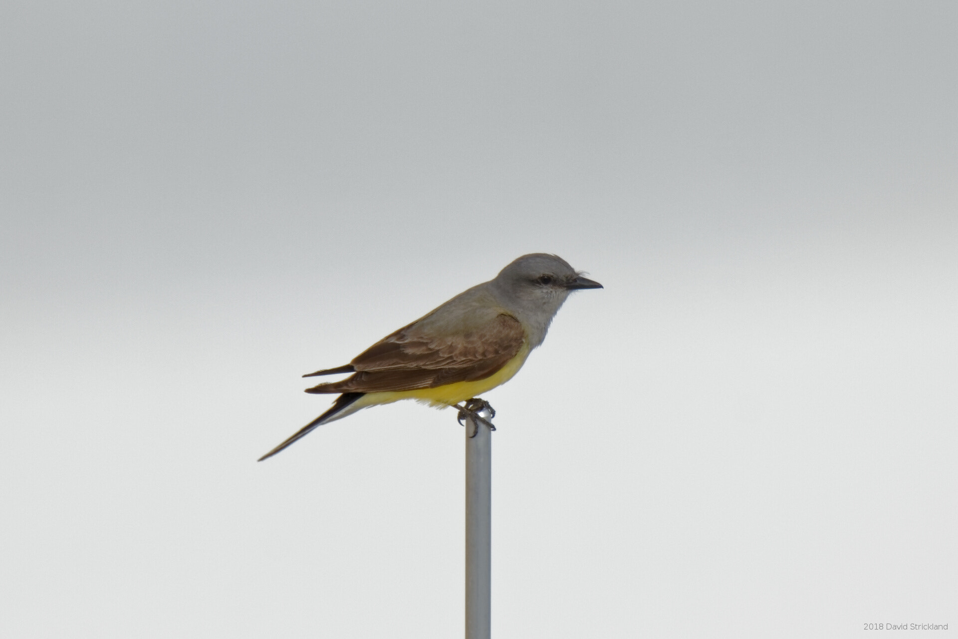 Canon EOS 800D (EOS Rebel T7i / EOS Kiss X9i) sample photo. Western kingbird photography