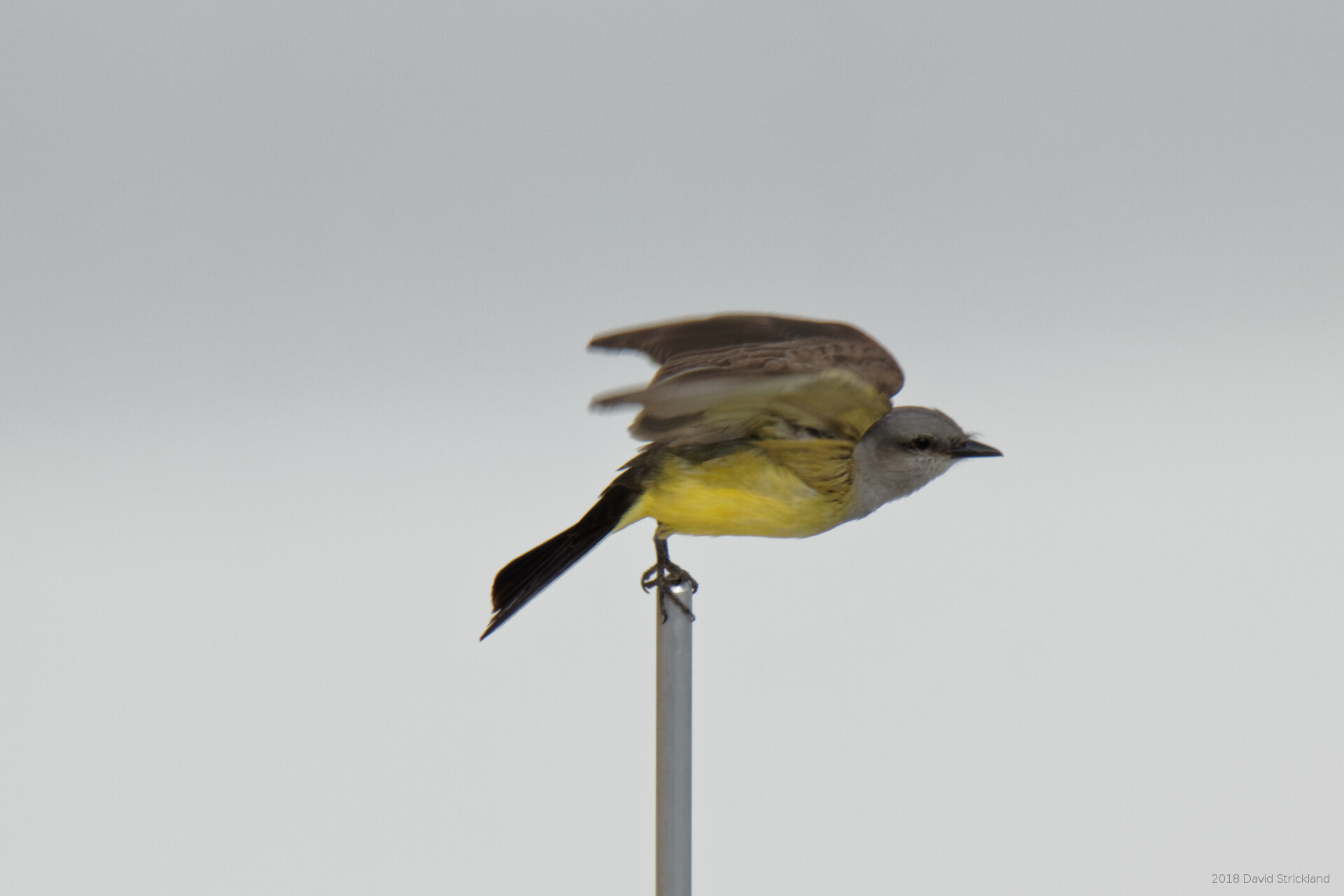 Canon EOS 800D (EOS Rebel T7i / EOS Kiss X9i) sample photo. Western kingbird photography