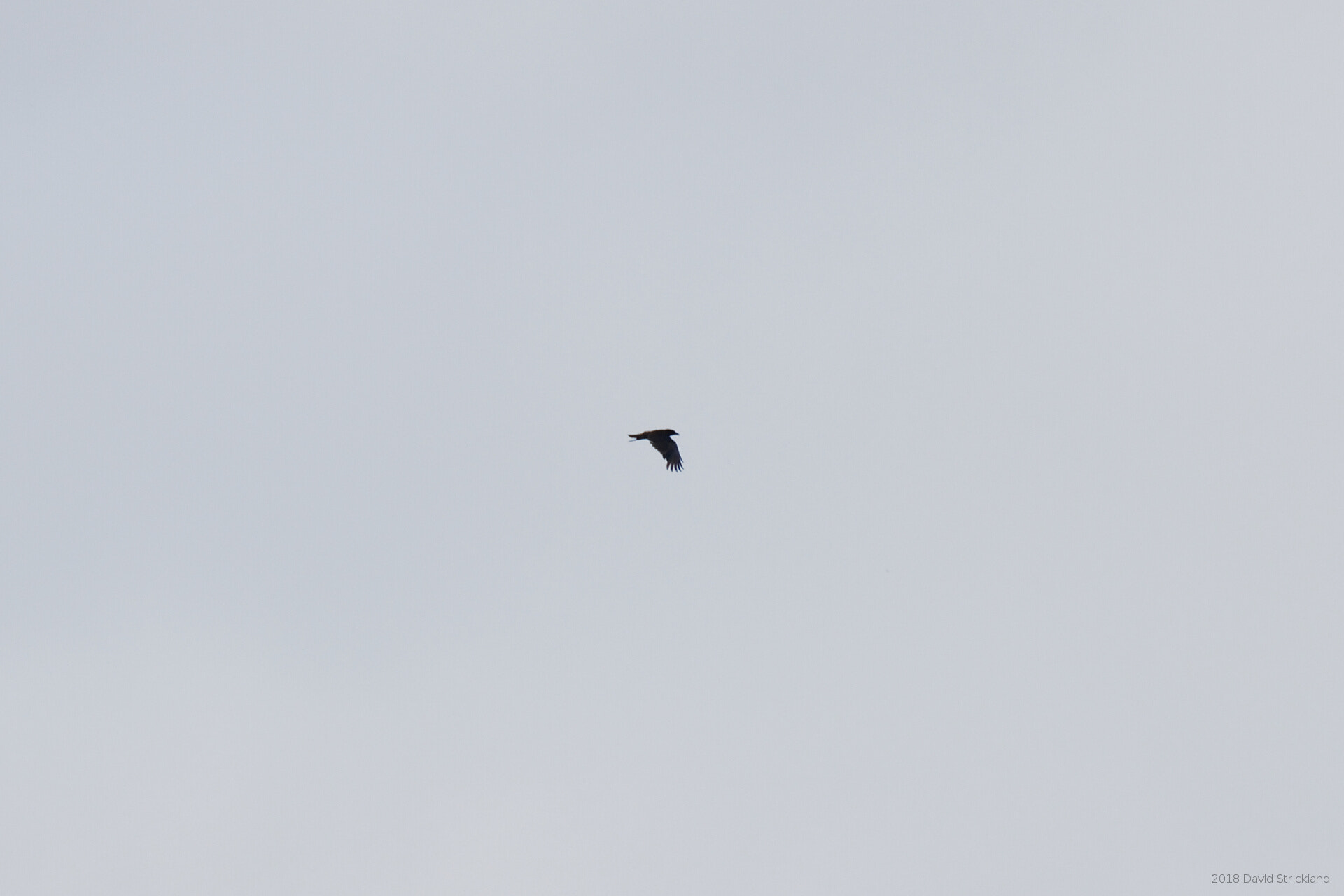 Canon EOS 800D (EOS Rebel T7i / EOS Kiss X9i) sample photo. Searching crow photography