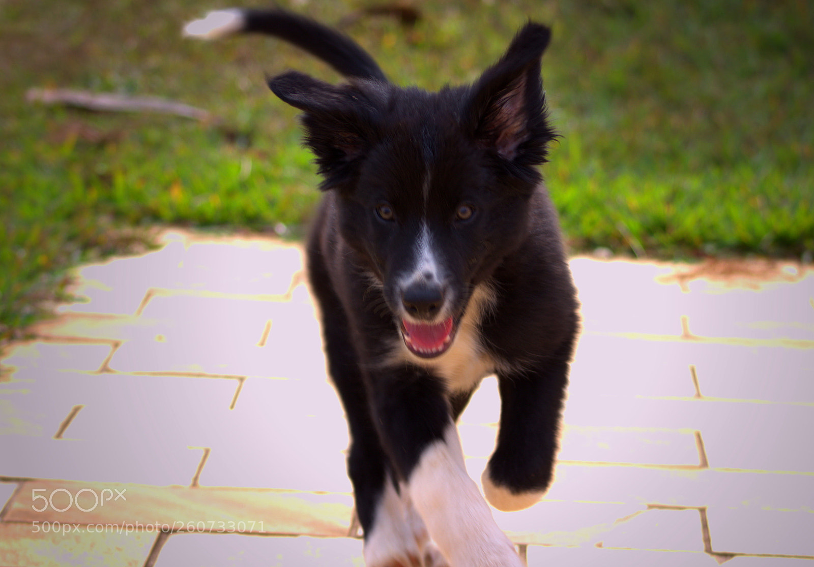 Canon EF 75-300mm f/4-5.6 sample photo. Pets photography