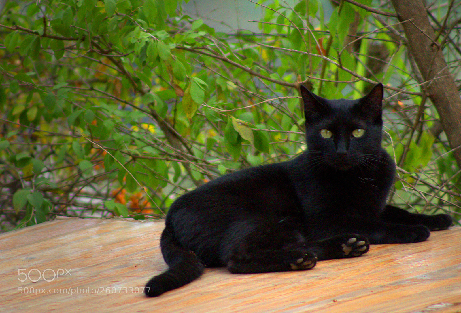 Canon EF 75-300mm f/4-5.6 sample photo. Pets photography