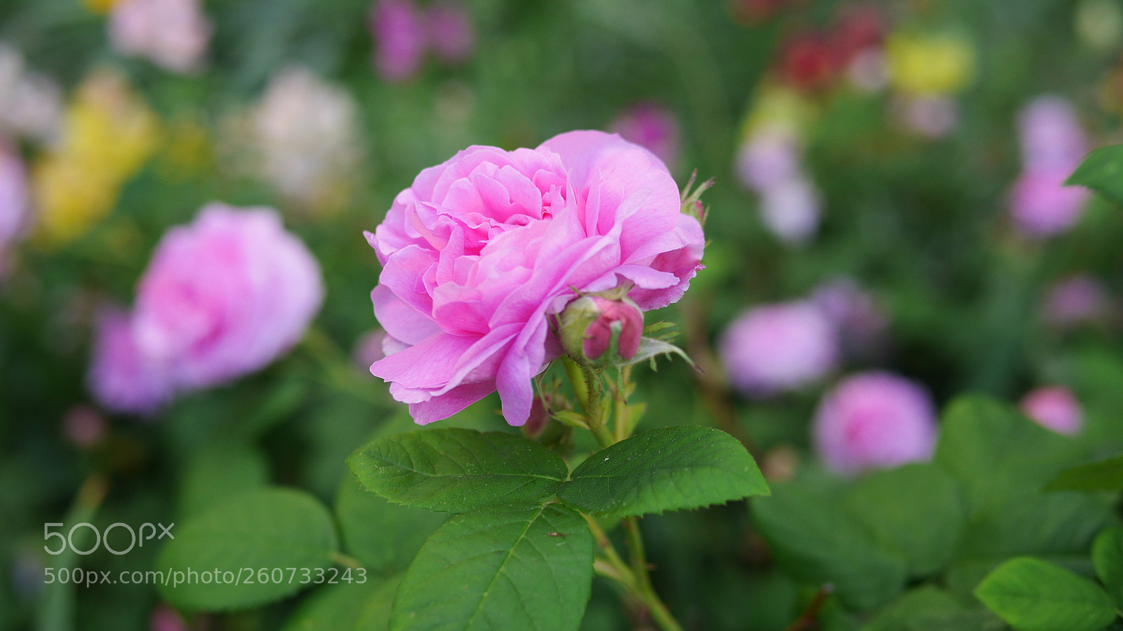 Panasonic Lumix DMC-GH3 sample photo. Pink rose from astoria photography