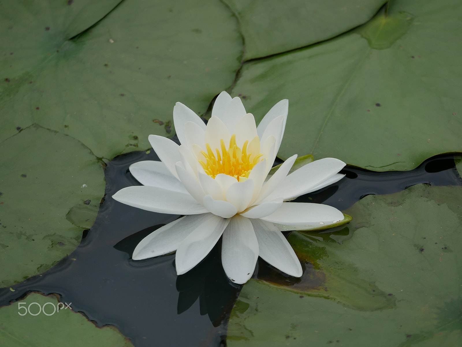 Panasonic Lumix DMC-GX85 (Lumix DMC-GX80 / Lumix DMC-GX7 Mark II) sample photo. White water lily photography