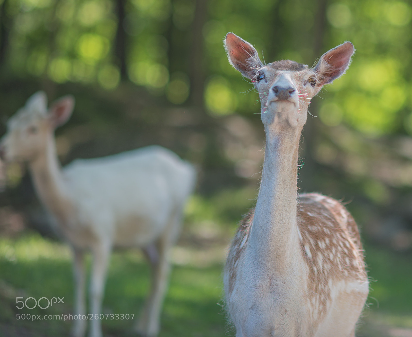 Nikon D800 sample photo. Dear deer! photography
