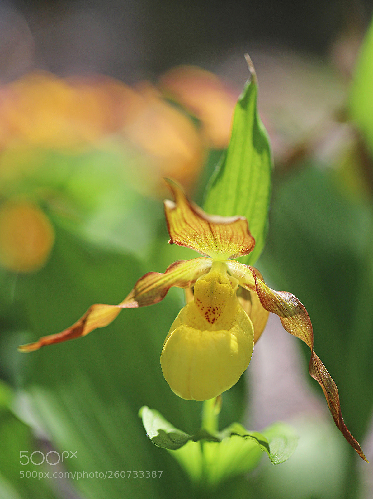Canon EOS 6D Mark II sample photo. Lady's slipper orchid photography