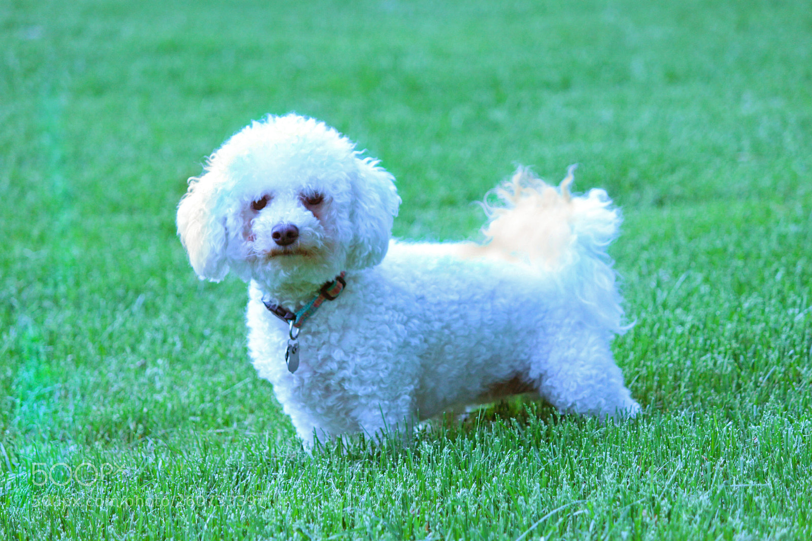 Canon EOS 500D (EOS Rebel T1i / EOS Kiss X3) sample photo. Bichon dog in grass photography