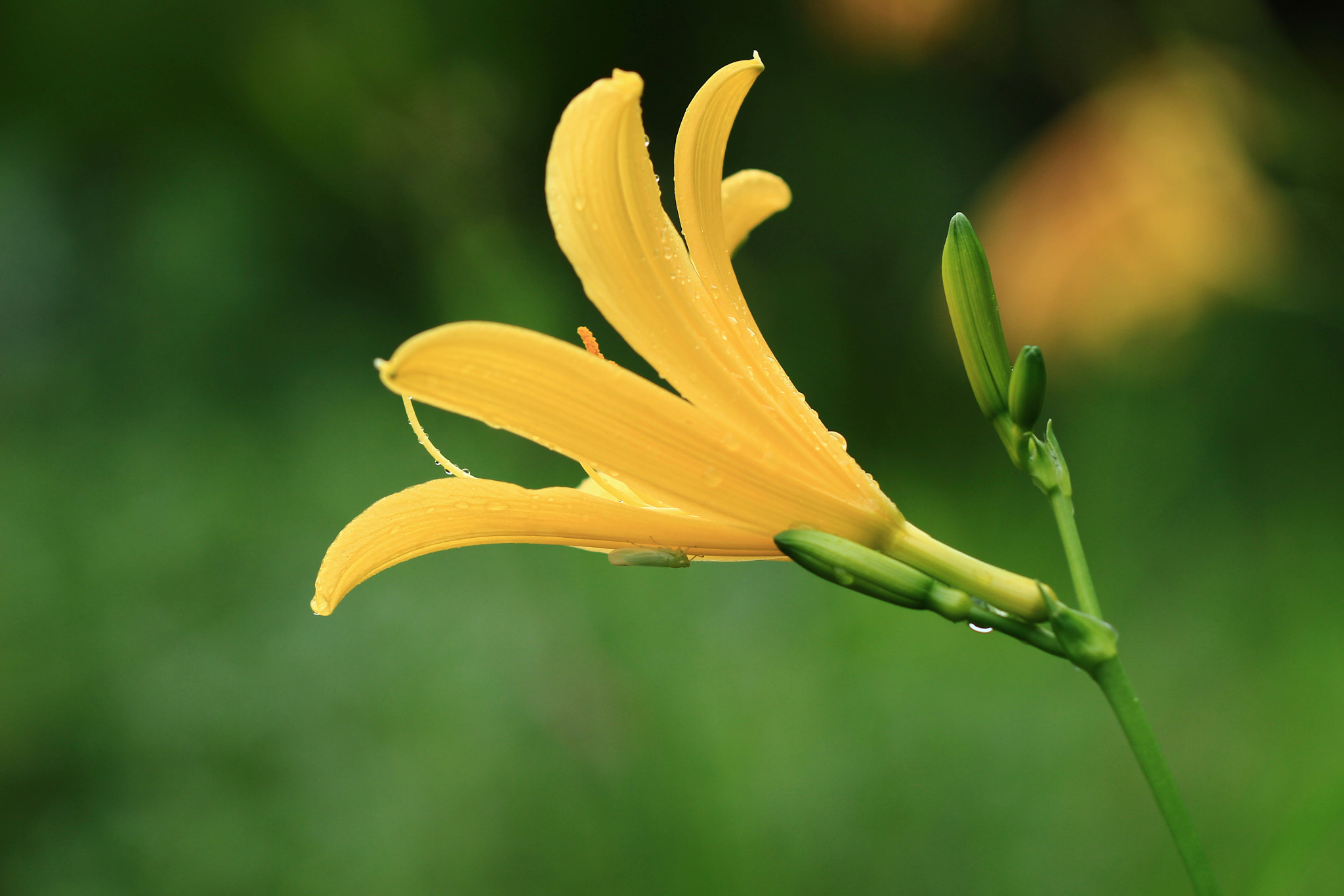 Canon EOS 700D (EOS Rebel T5i / EOS Kiss X7i) sample photo. An orange-yellow day lily... photography