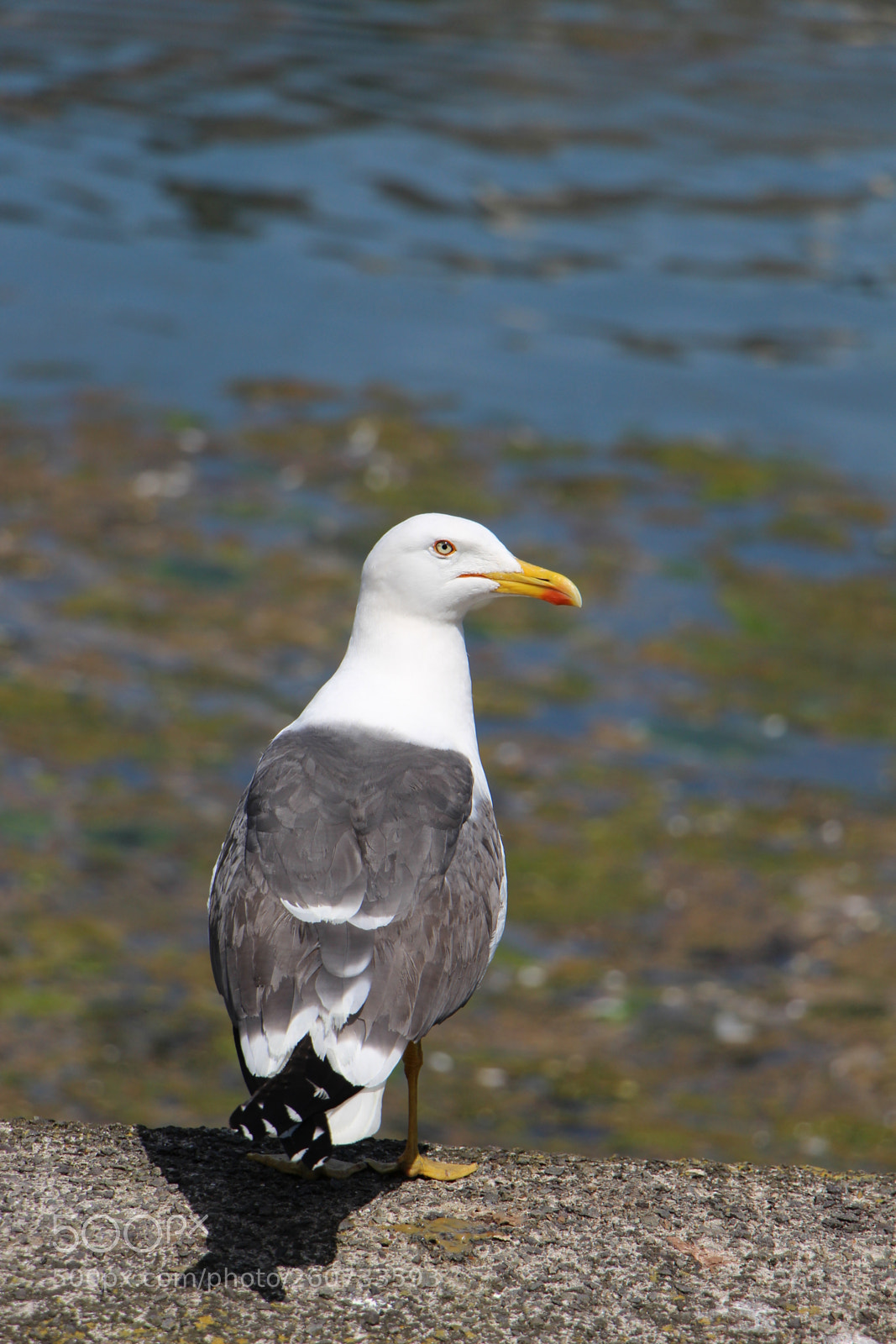 Canon EOS 700D (EOS Rebel T5i / EOS Kiss X7i) sample photo. Seagull, pembroke photography