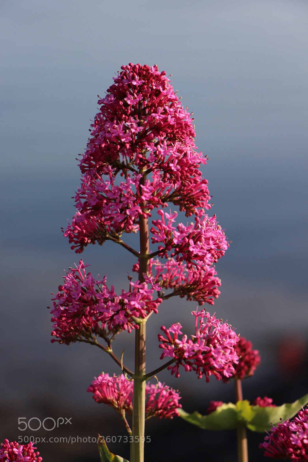 Canon EOS 700D (EOS Rebel T5i / EOS Kiss X7i) sample photo. Wild flowers, milford haven photography