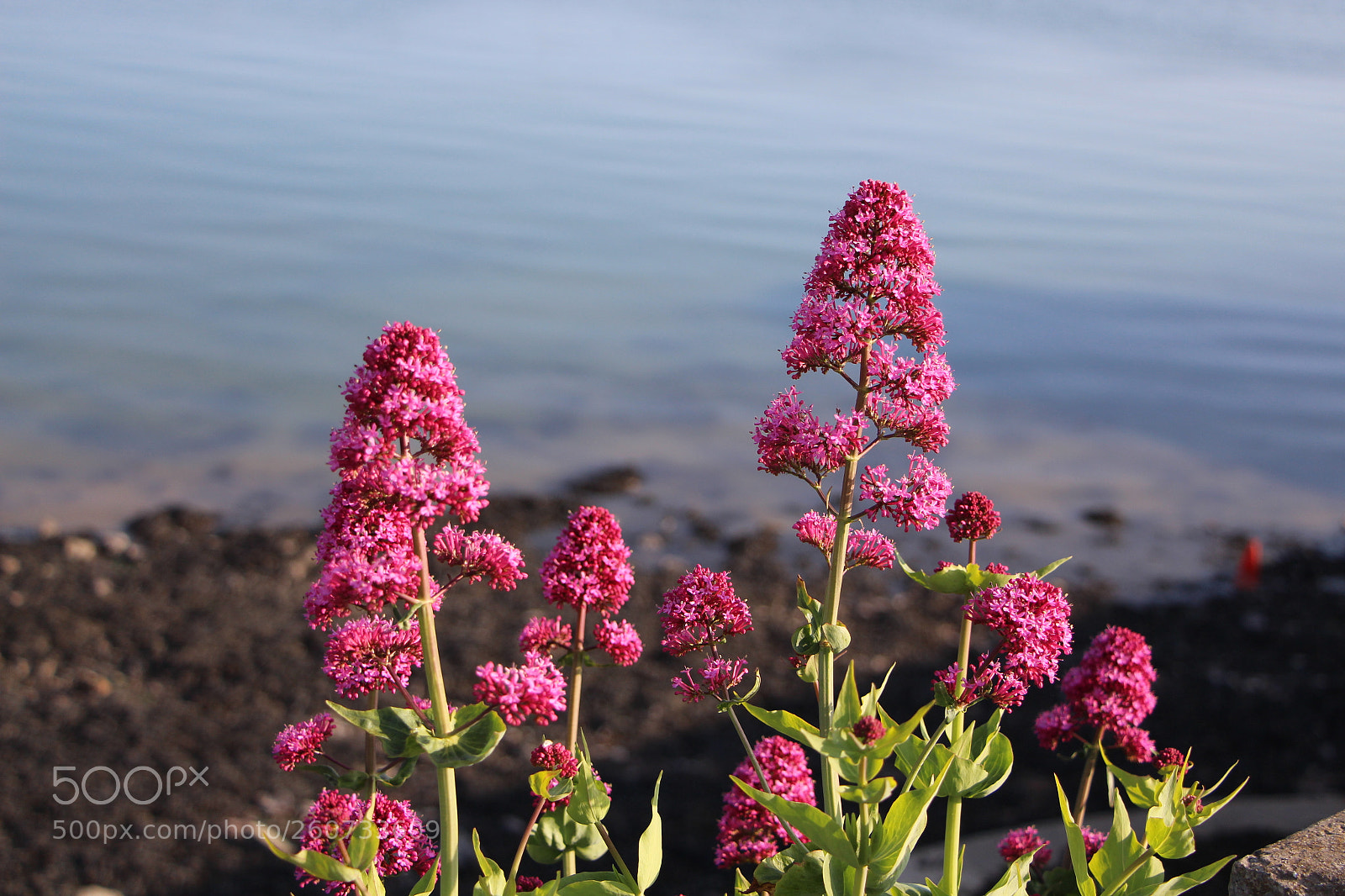 Canon EOS 700D (EOS Rebel T5i / EOS Kiss X7i) sample photo. Wild flowers, milford haven photography