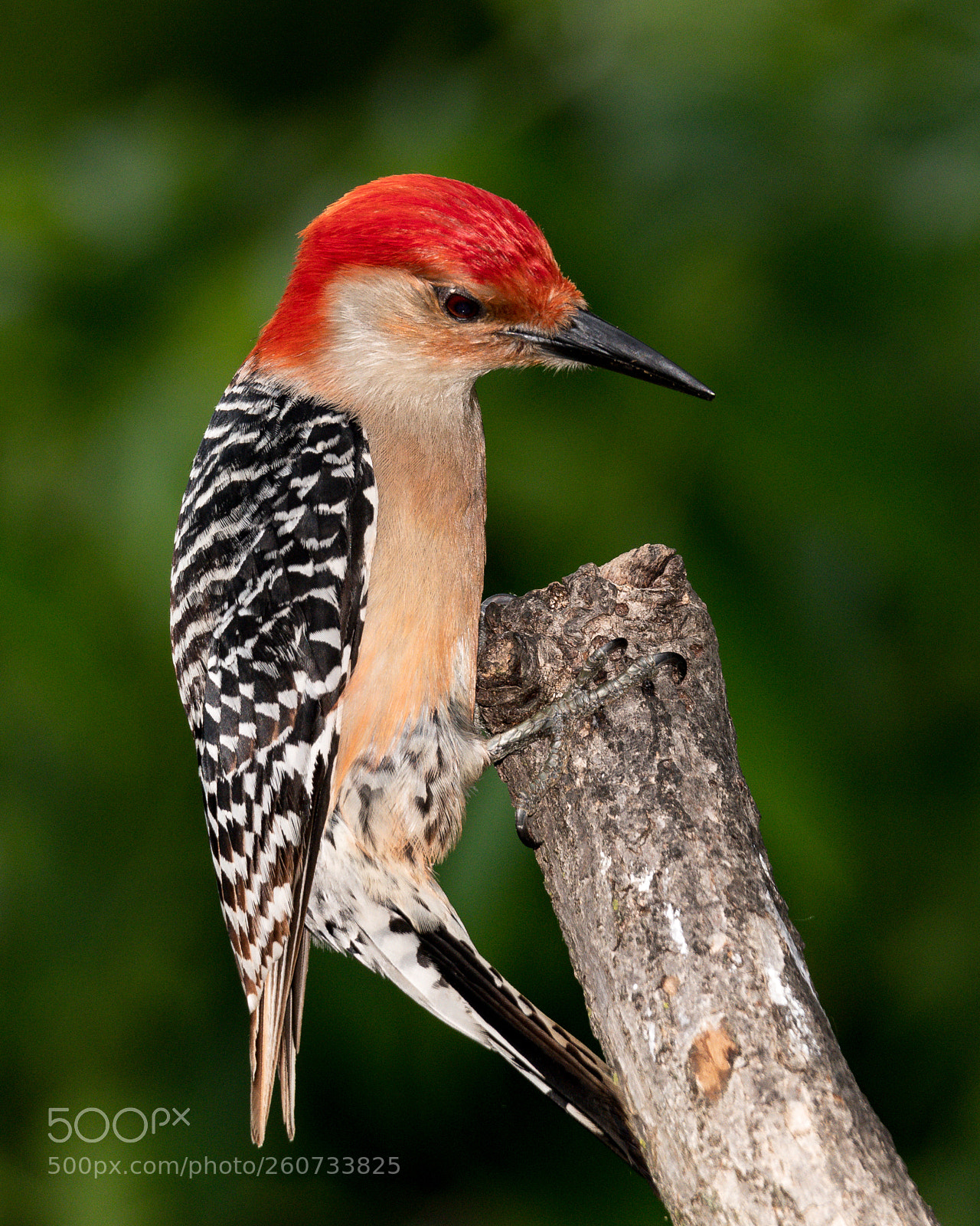 Nikon D850 sample photo. Red bellied woodpecker photography