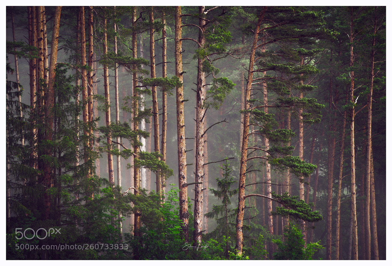 Nikon D750 sample photo. Deep in the forest photography