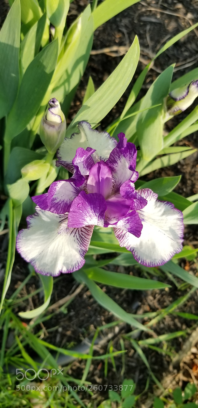 Samsung Galaxy S8 sample photo. Spring photography