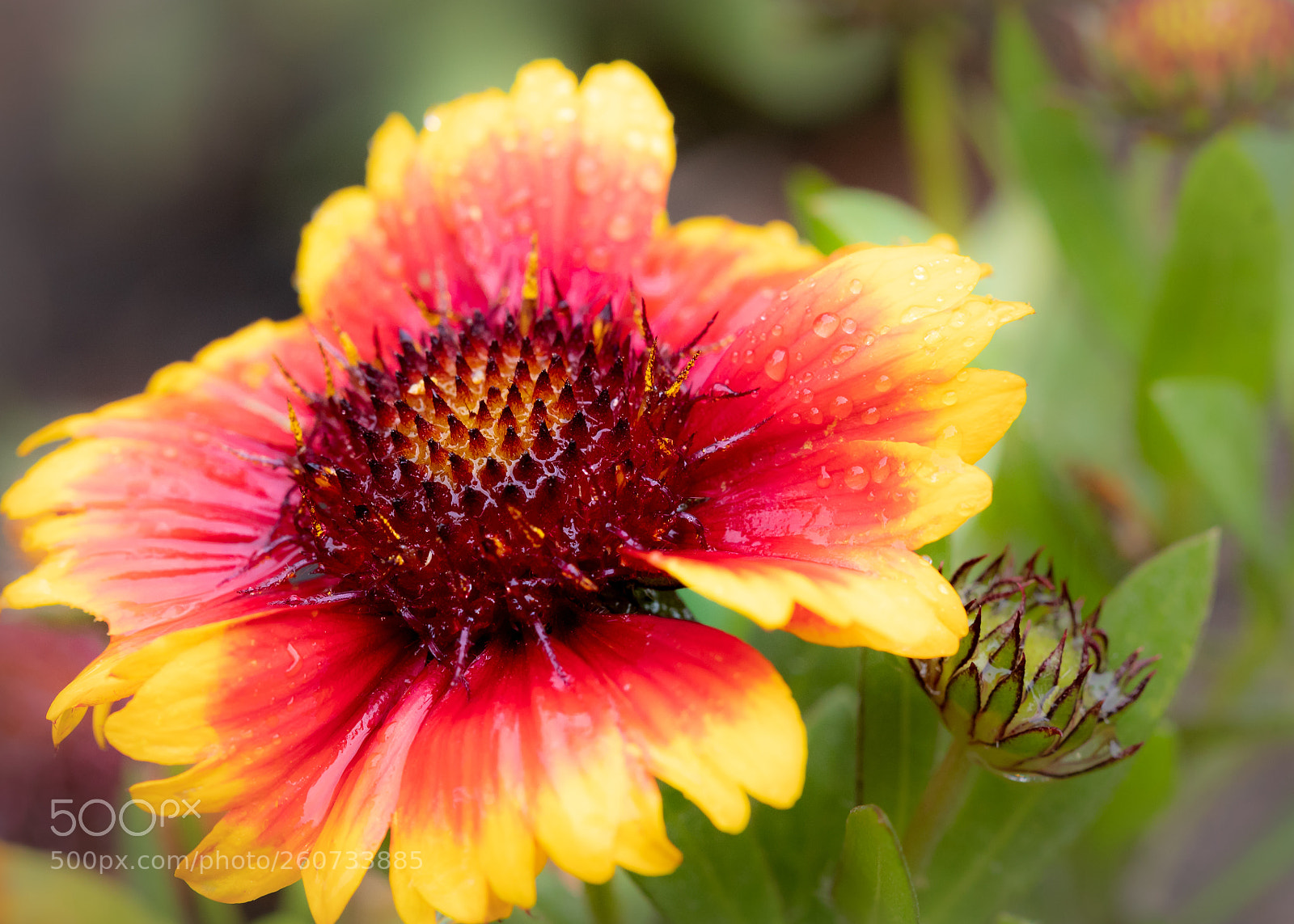 Canon EOS 5D Mark IV sample photo. Rhythm of nature photography