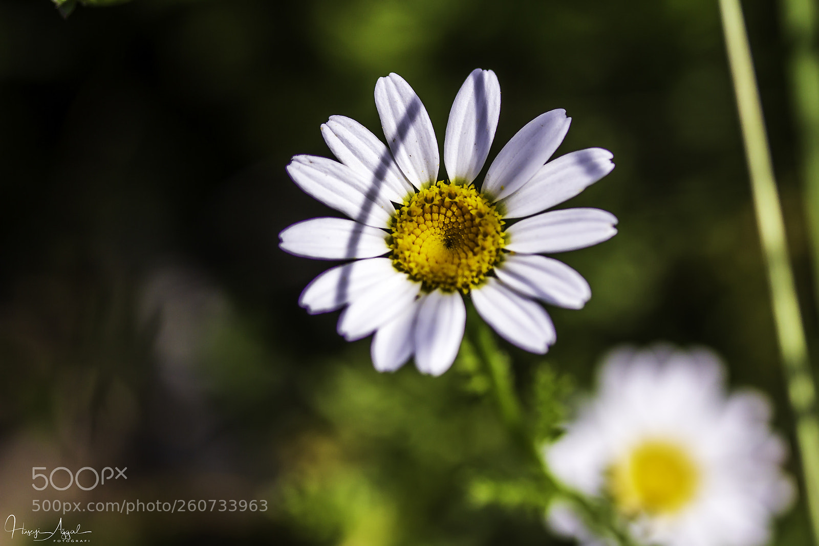 Canon EOS 60D sample photo. Untitled photography