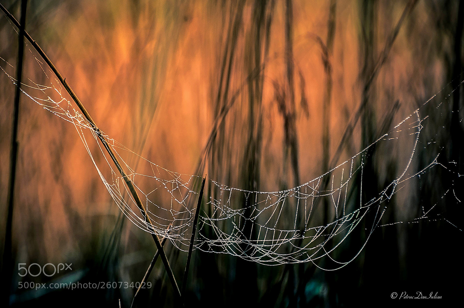 Nikon D700 sample photo. Webs photography