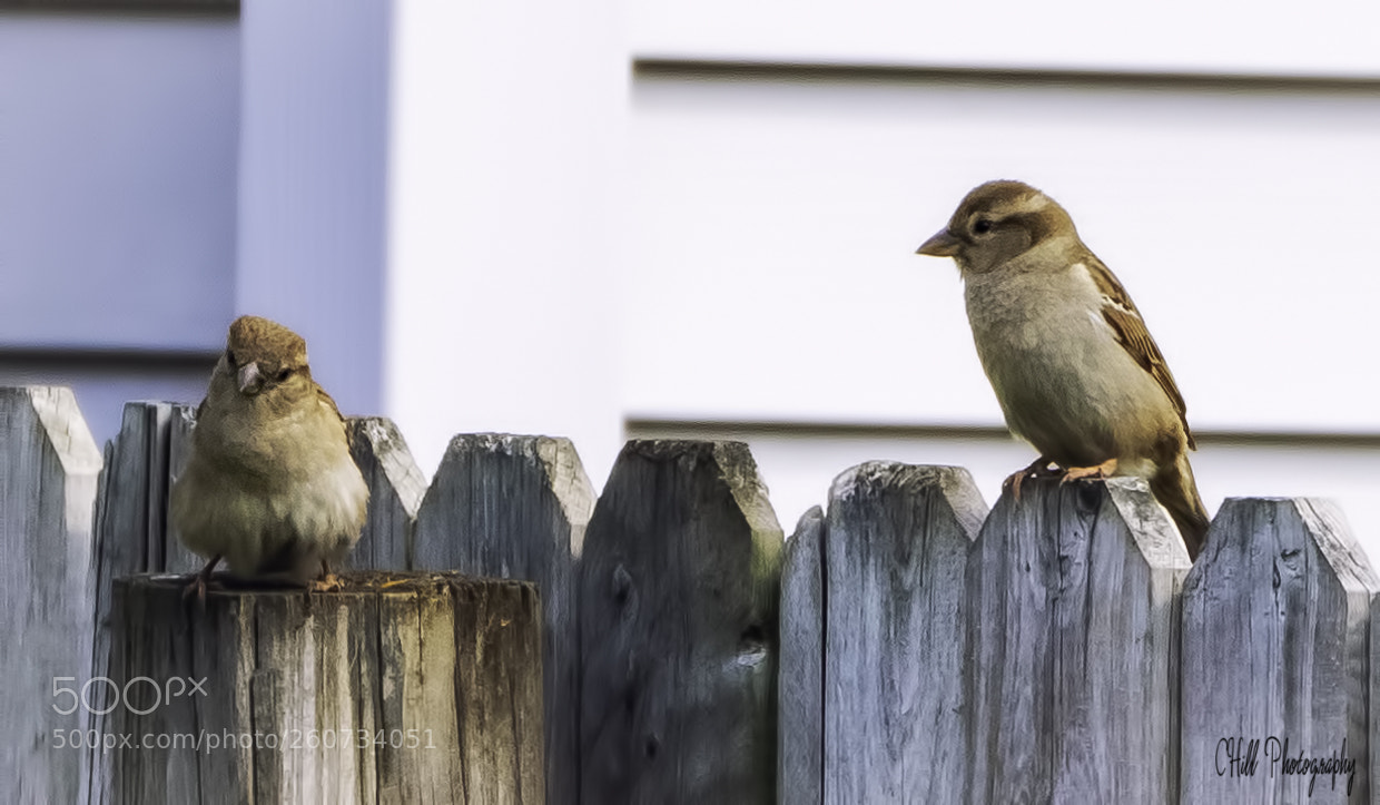 Canon EOS 80D sample photo. Birds photography