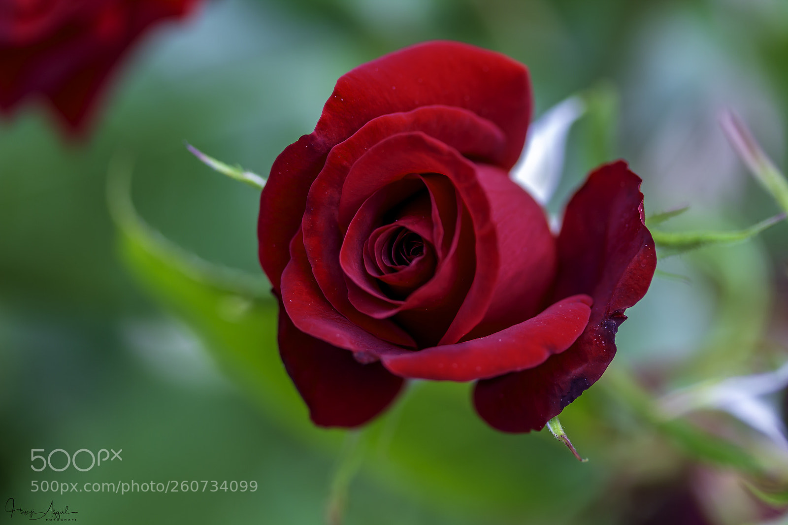 Canon EOS 60D sample photo. Untitled photography